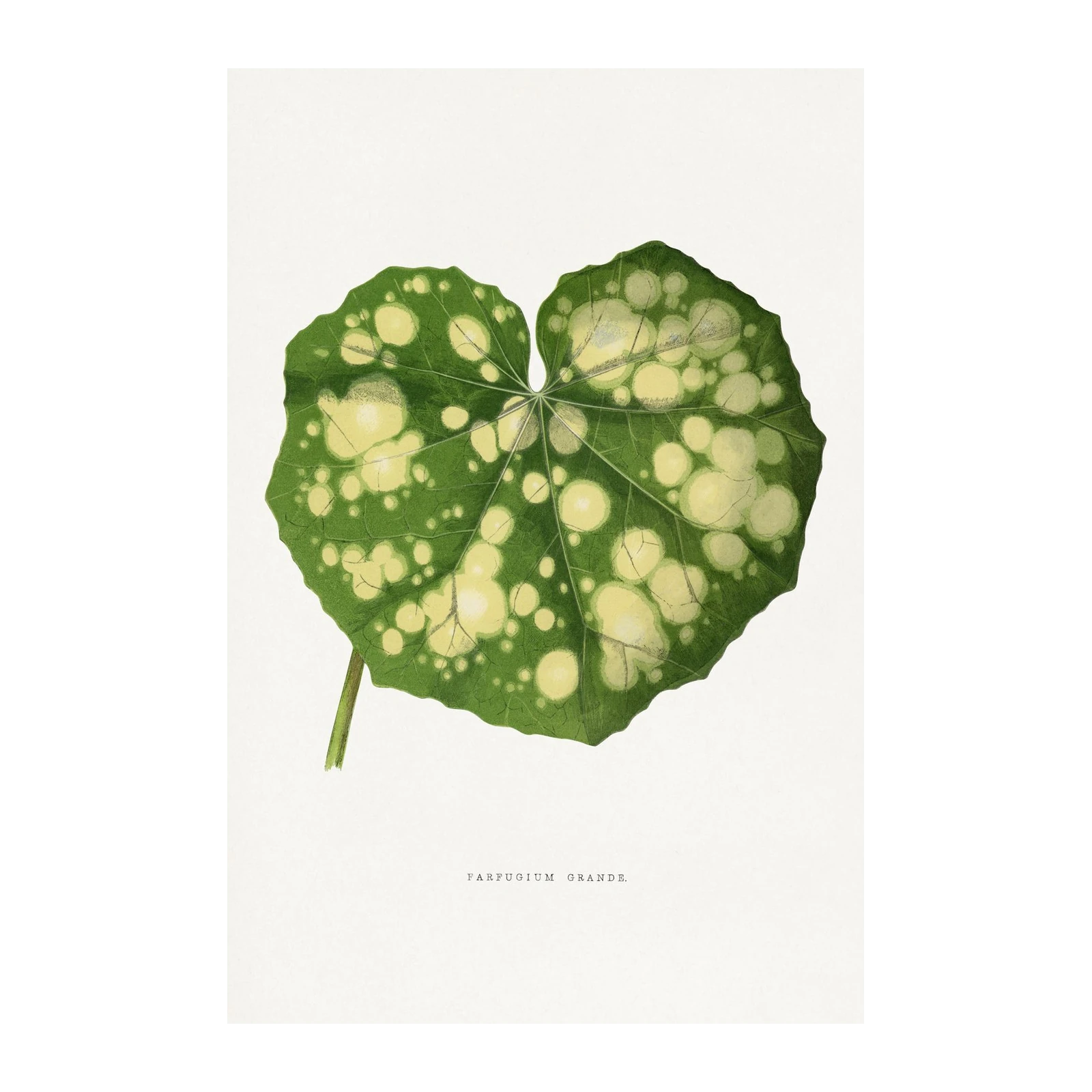 Vintage Green Leaf Botanical Farfugium Grande Wall Art