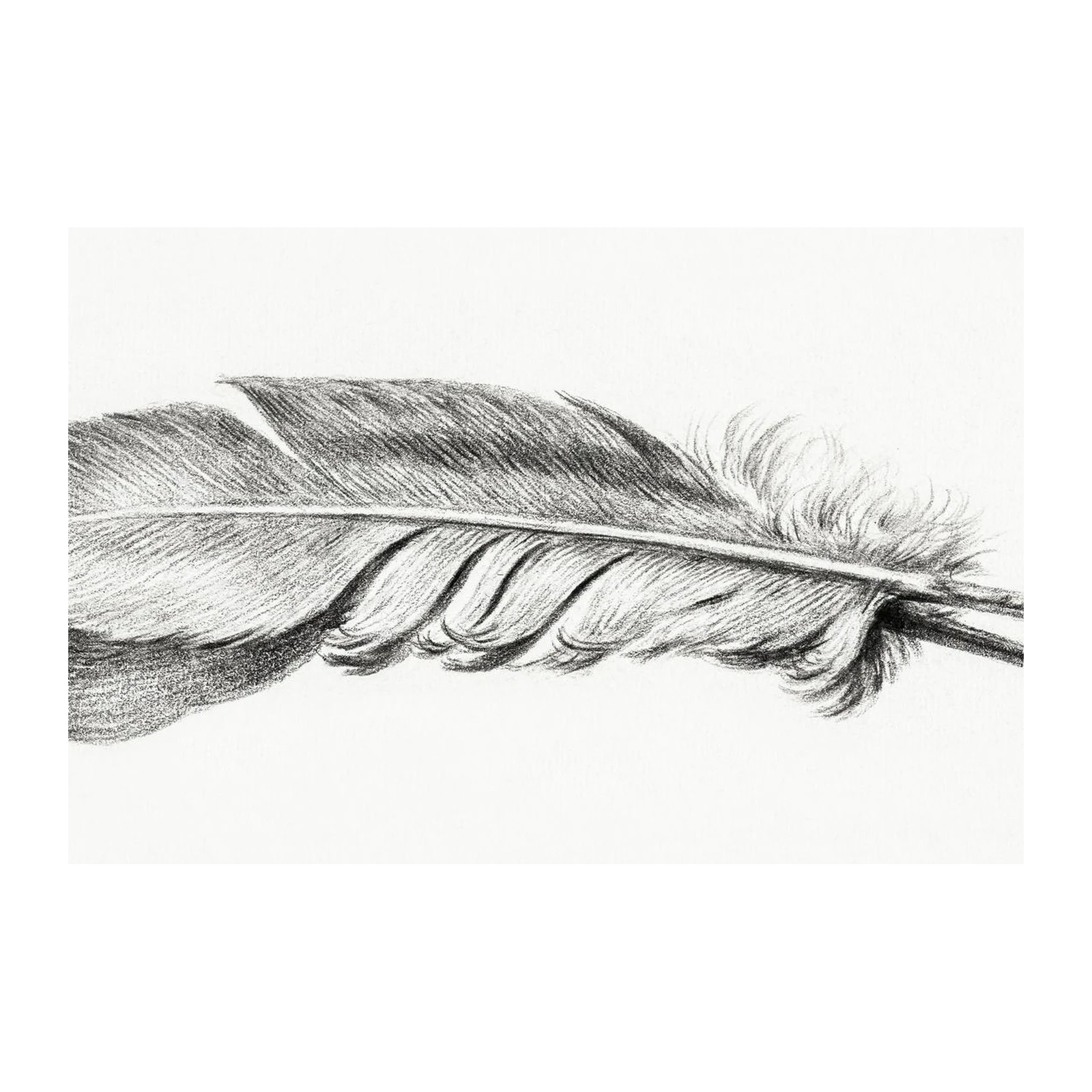 Elegant Feather Sketch Wall Art for Serene Decor