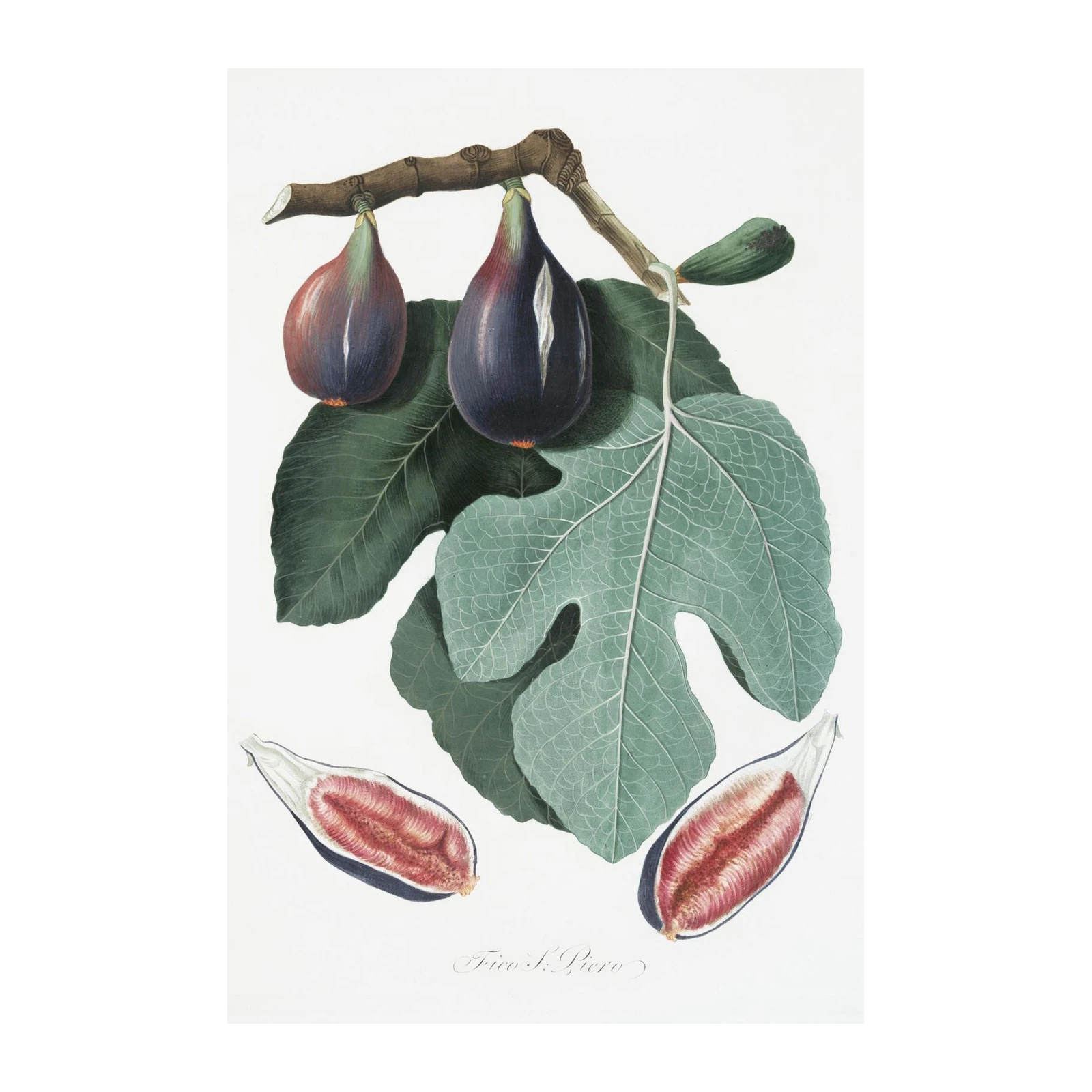 Vintage Figs Botanical Art Wall Art