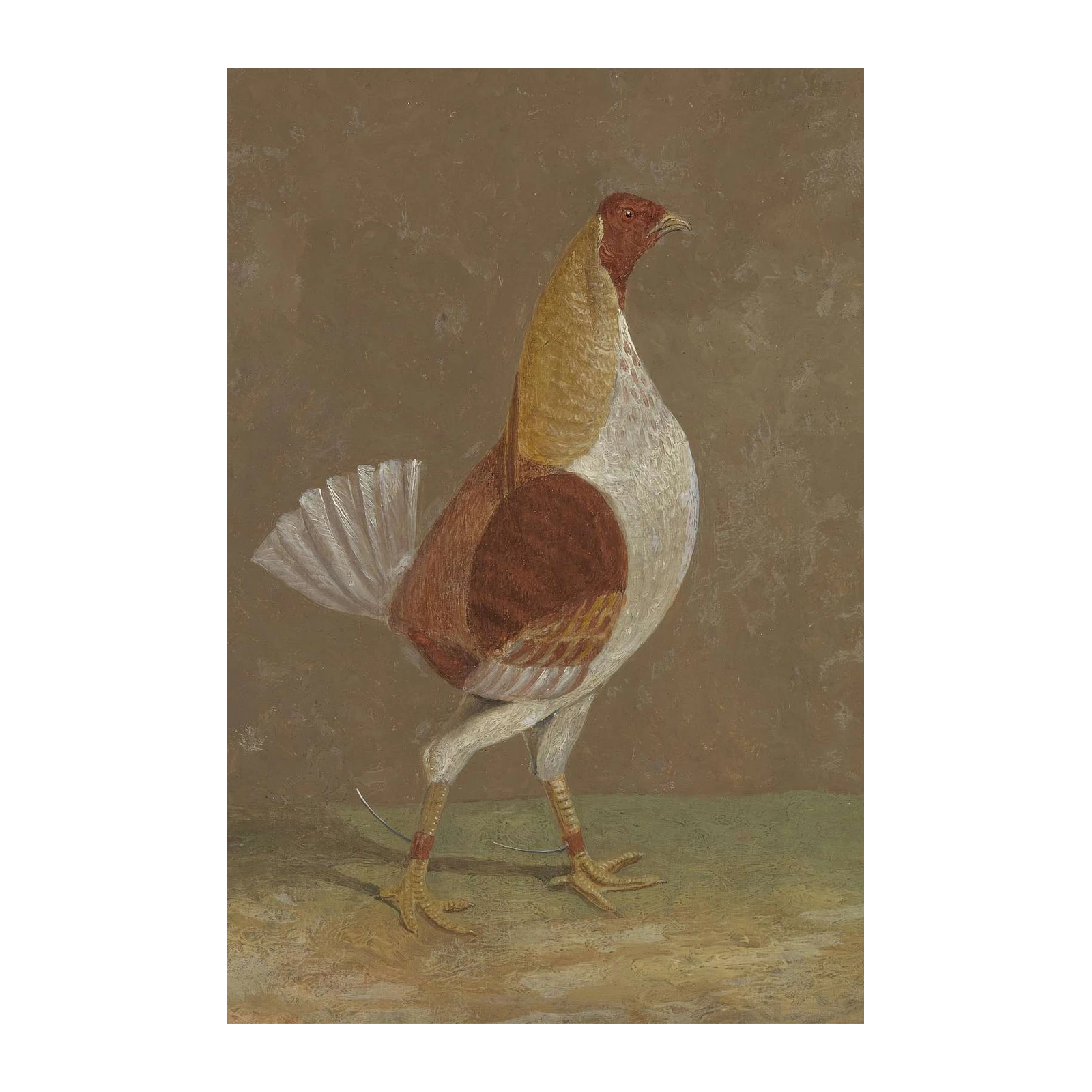 Vintage Rooster Portrait Wall Art