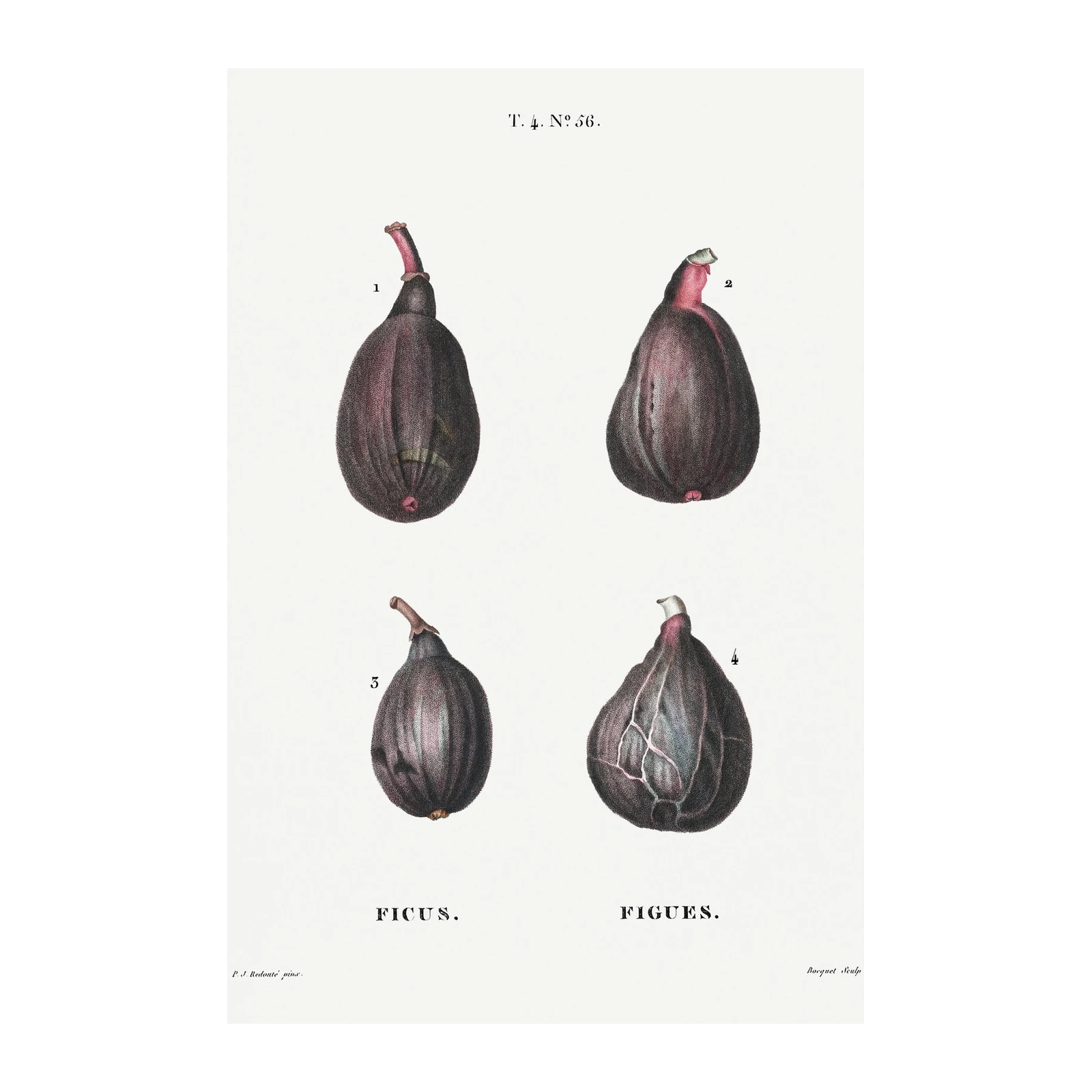 Vintage Figs Botanical Art Wall Art