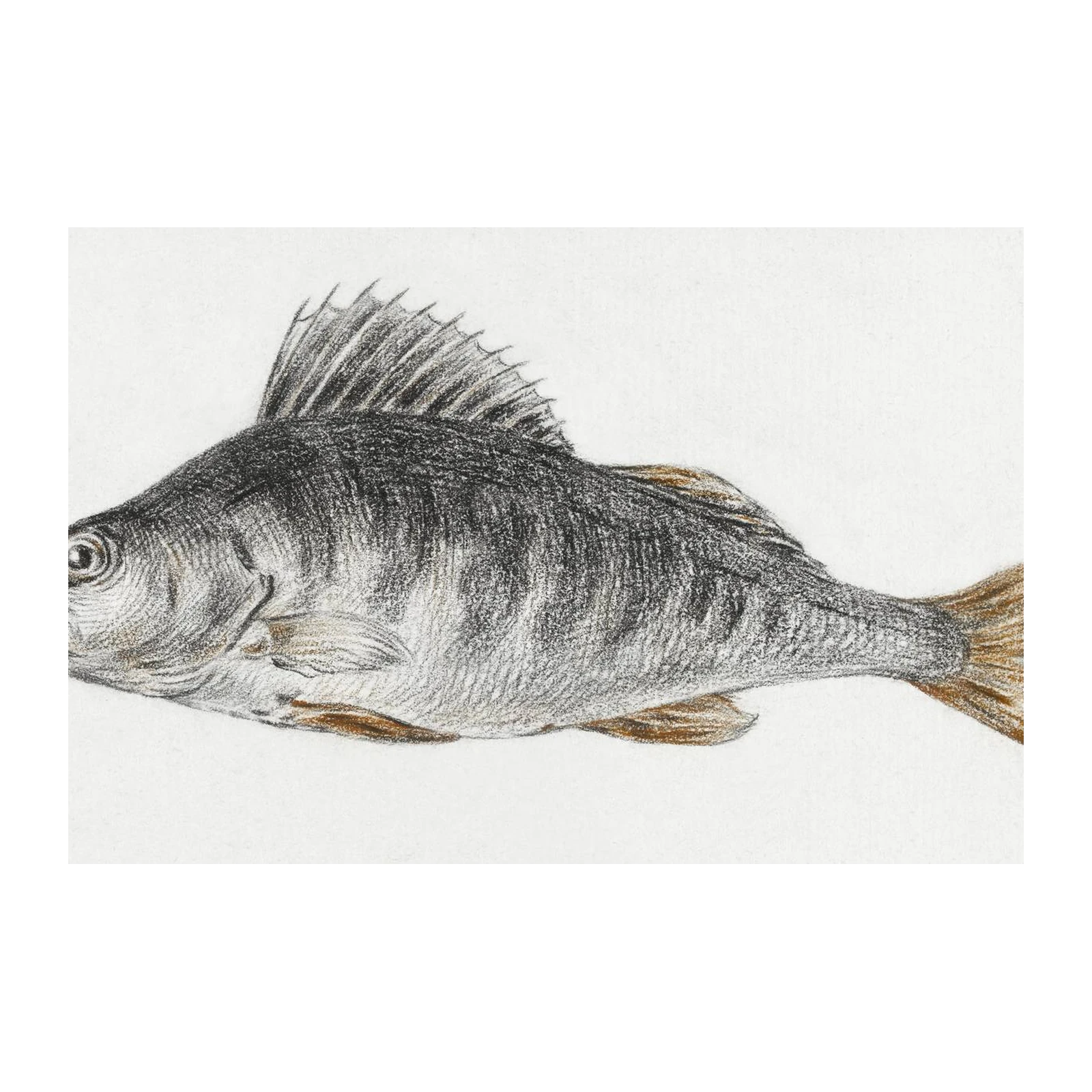 Vintage Perch Fish Study Wall Art