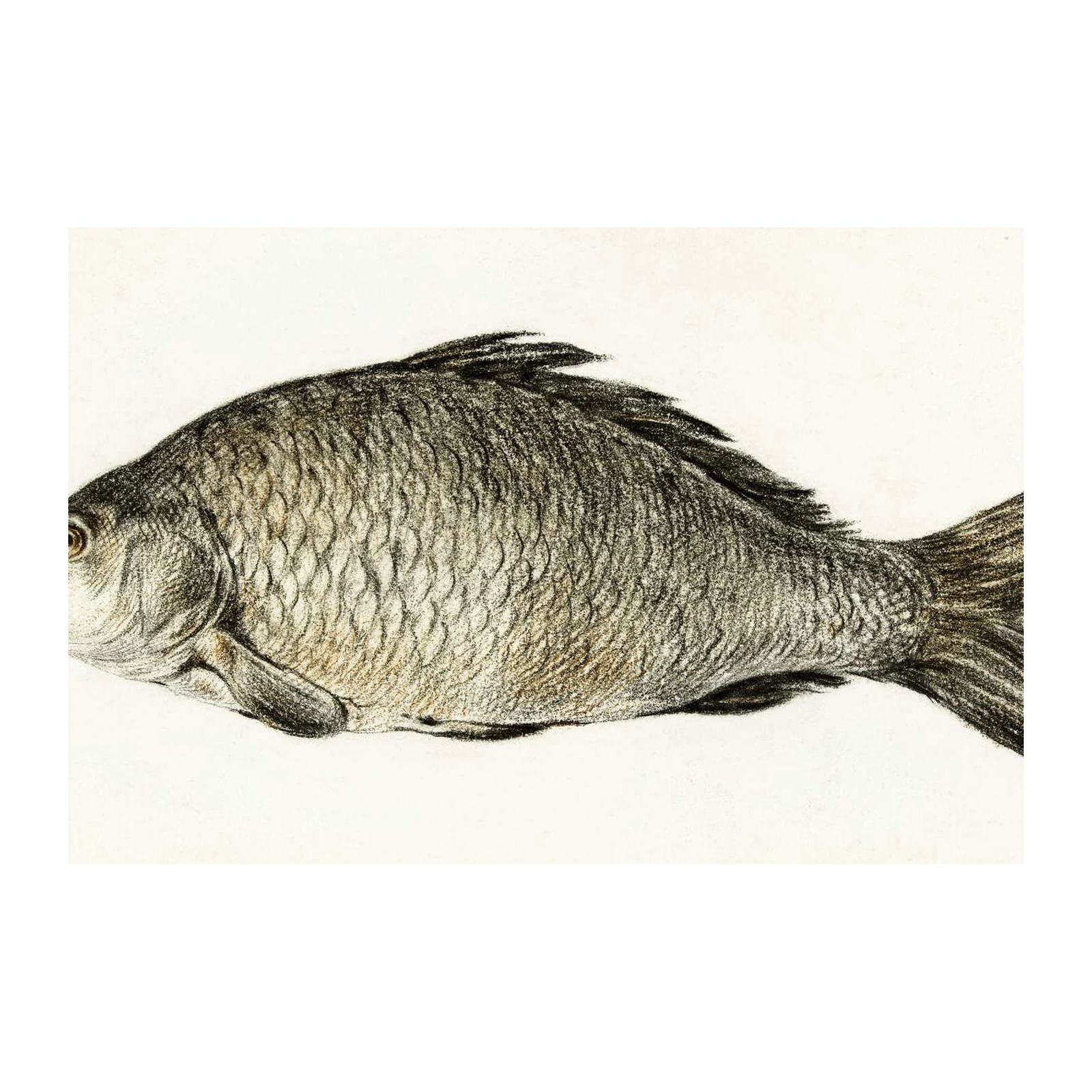 Vintage Carp Fish Art Wall Art