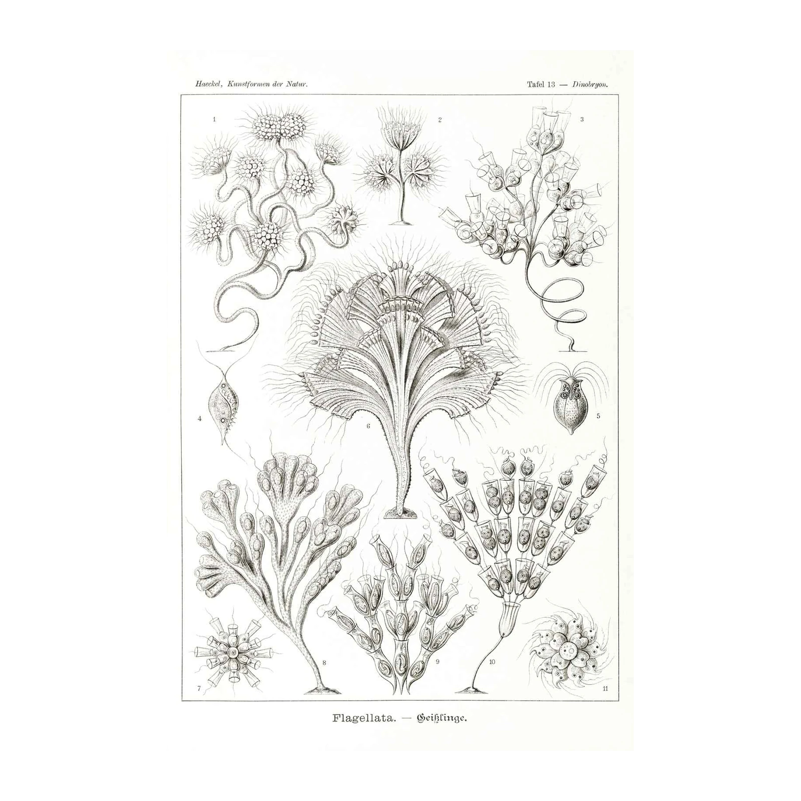 Vintage Ernst Haeckel Flagellata Wall Art