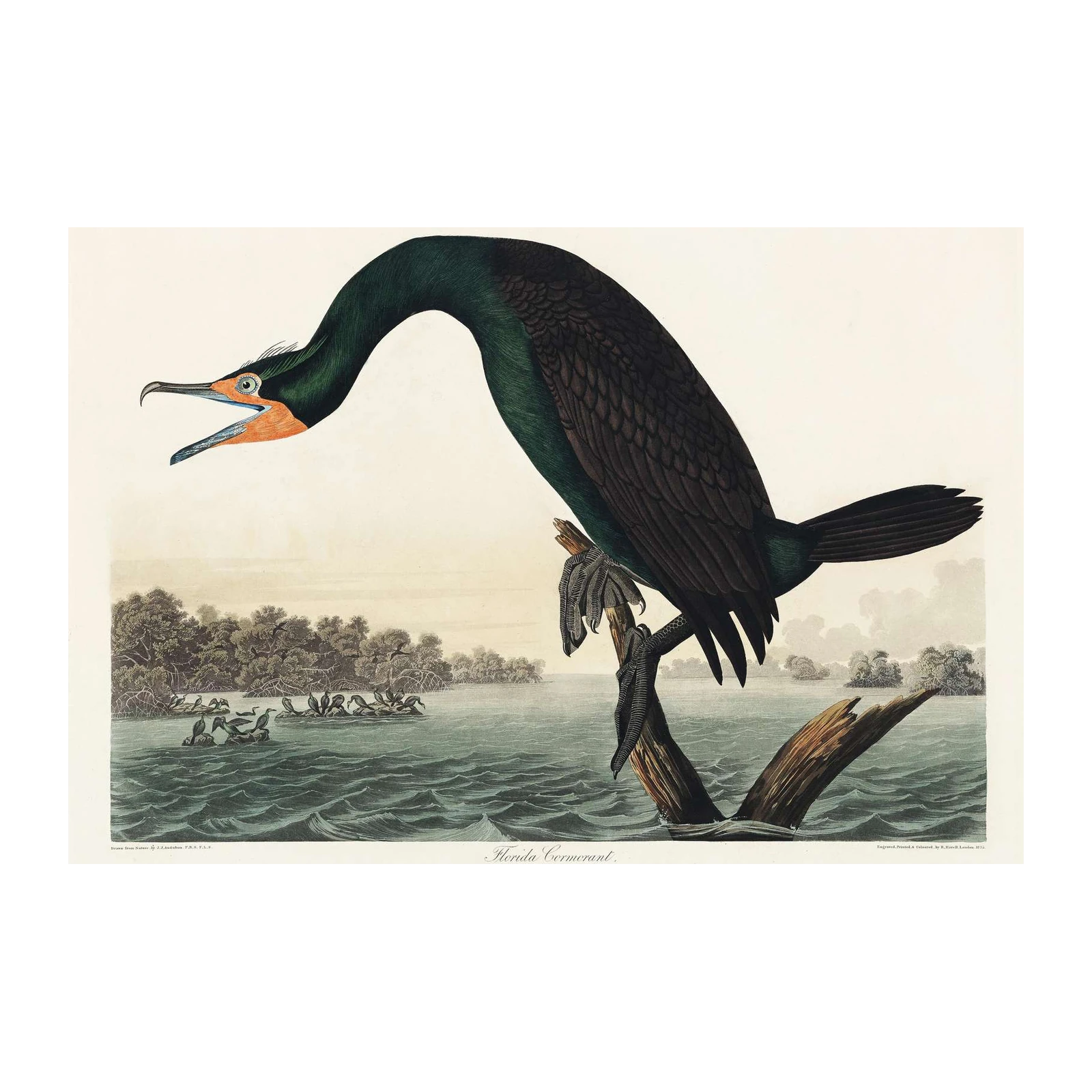Vintage Florida Cormorant Bird Art Wall Art