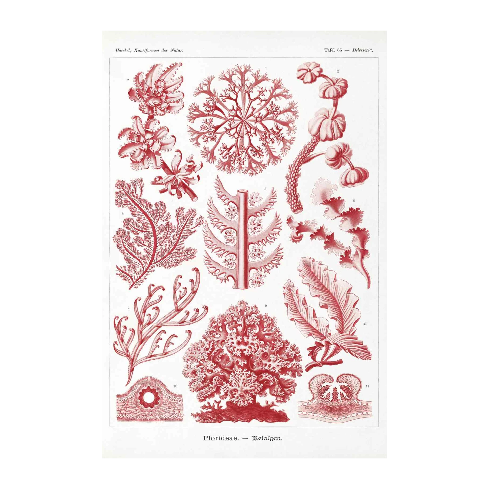 Vintage Red Algae Botanical Art Wall Art