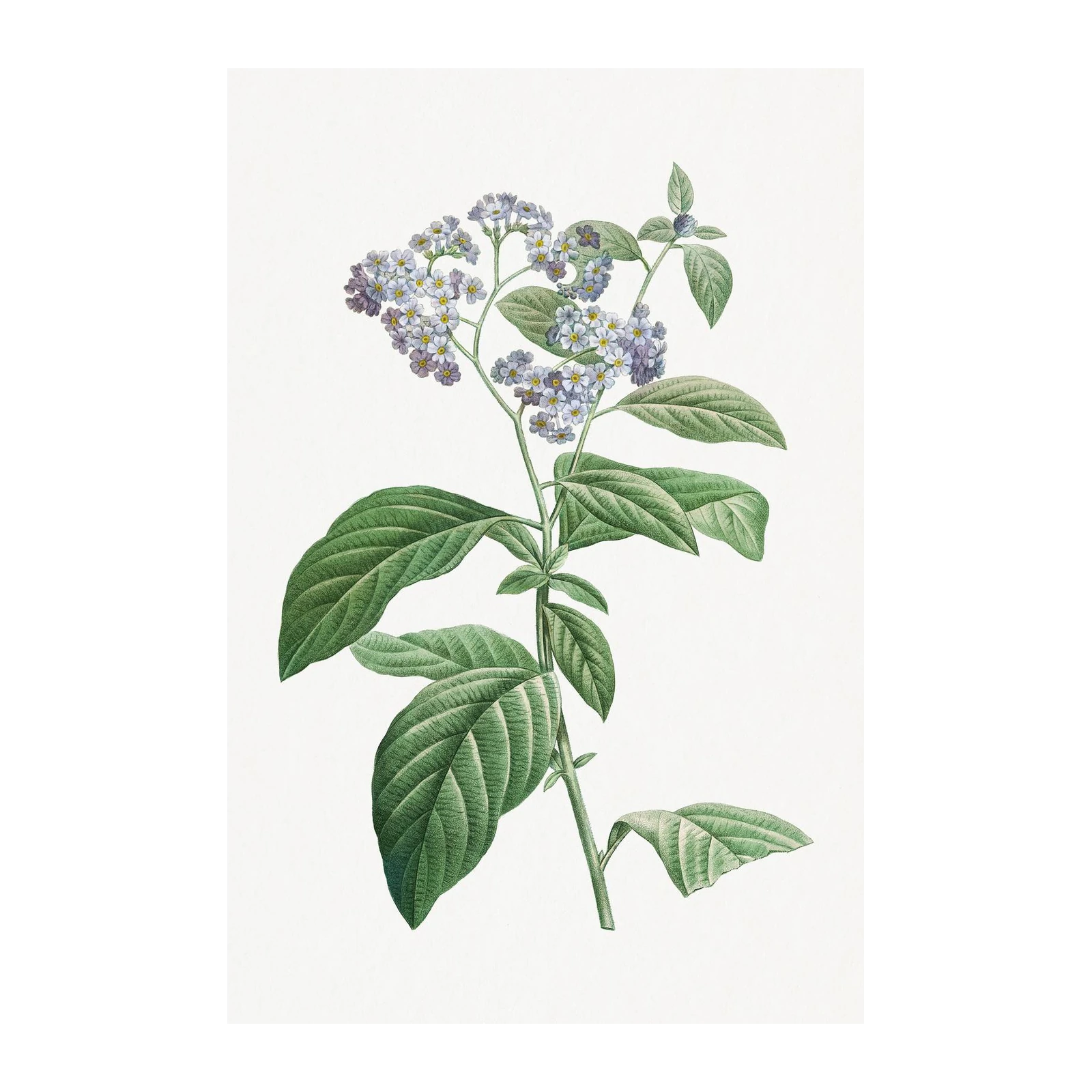 Vintage Botanical Blue Flower Wall Art Wall Art