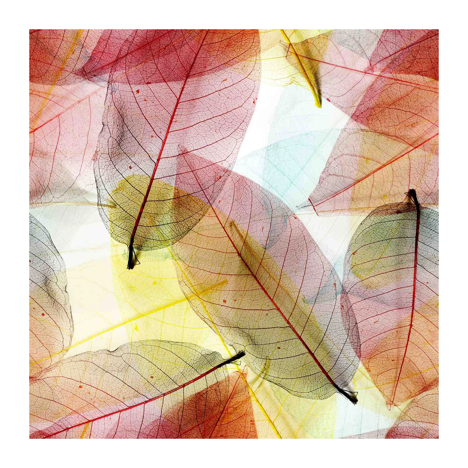 Skeleton Leaf Macro Art Wall Art - Botanical Decor