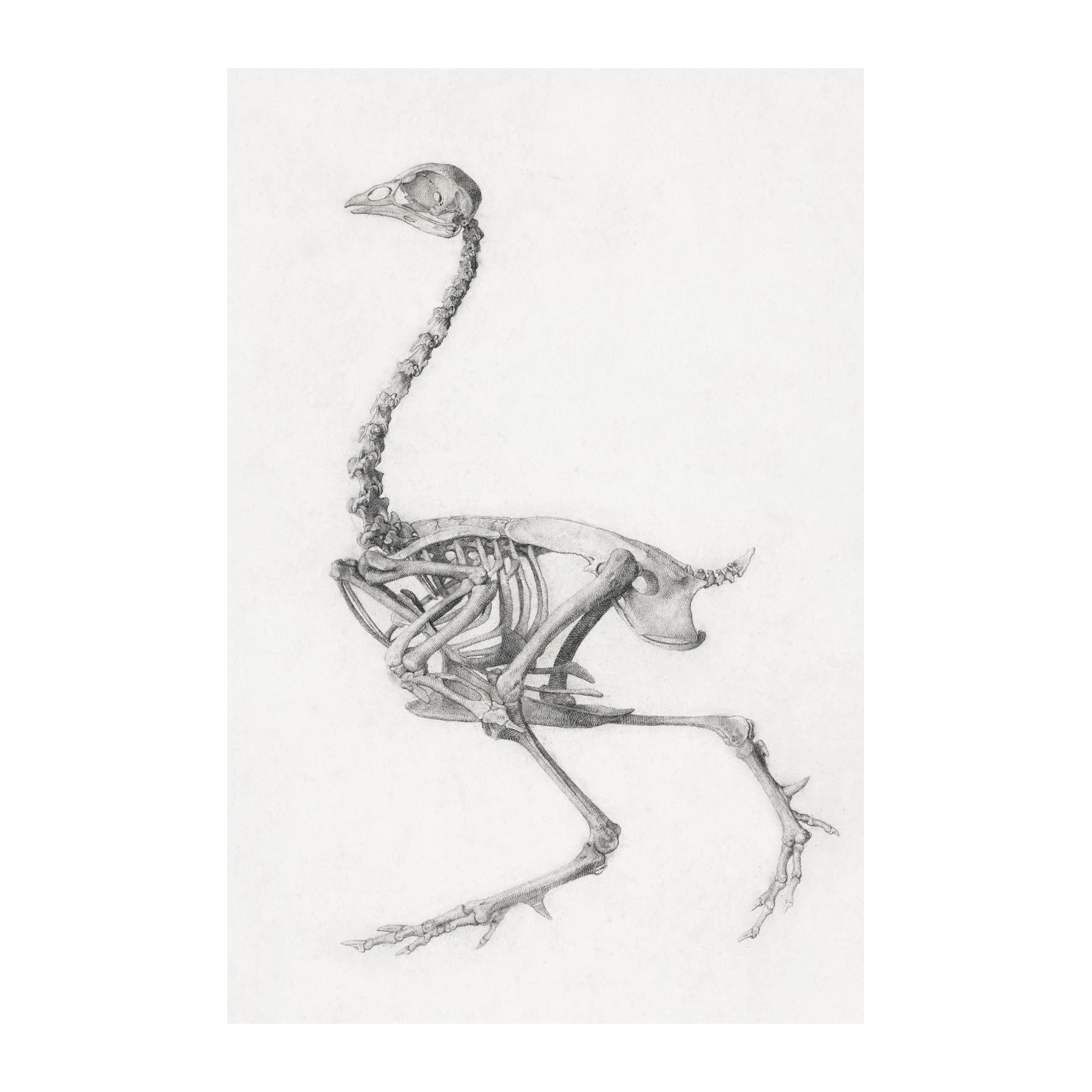 Vintage Bird Skeleton Scientific Illustration Wall Art
