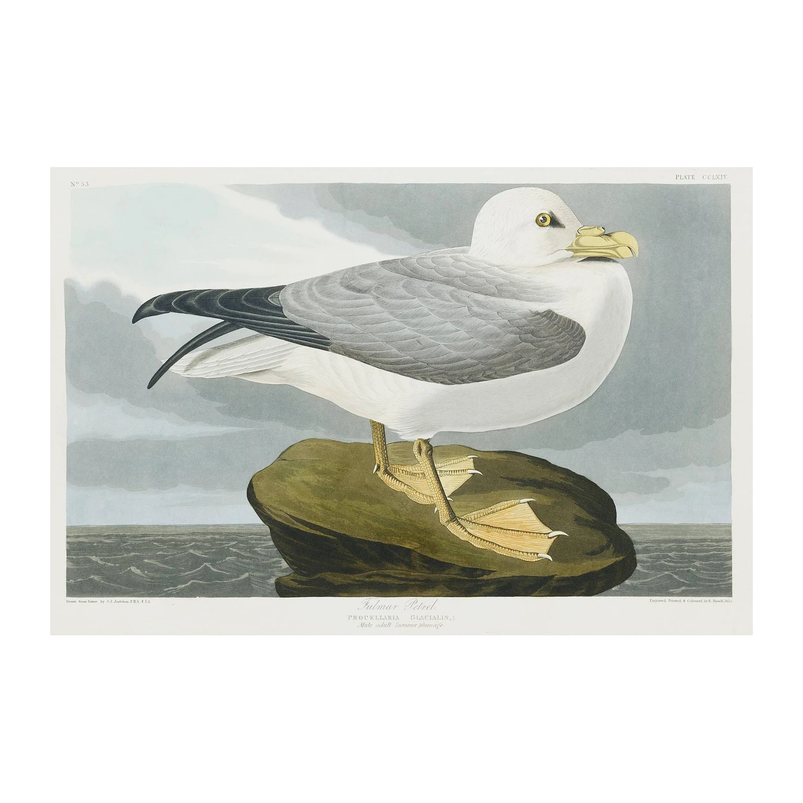 Fulmar Petrel Bird Art Wall Art