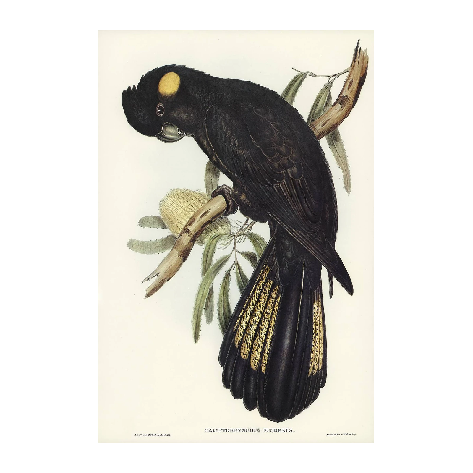 Yellow-tailed Black Cockatoo Vintage Bird Wall Art