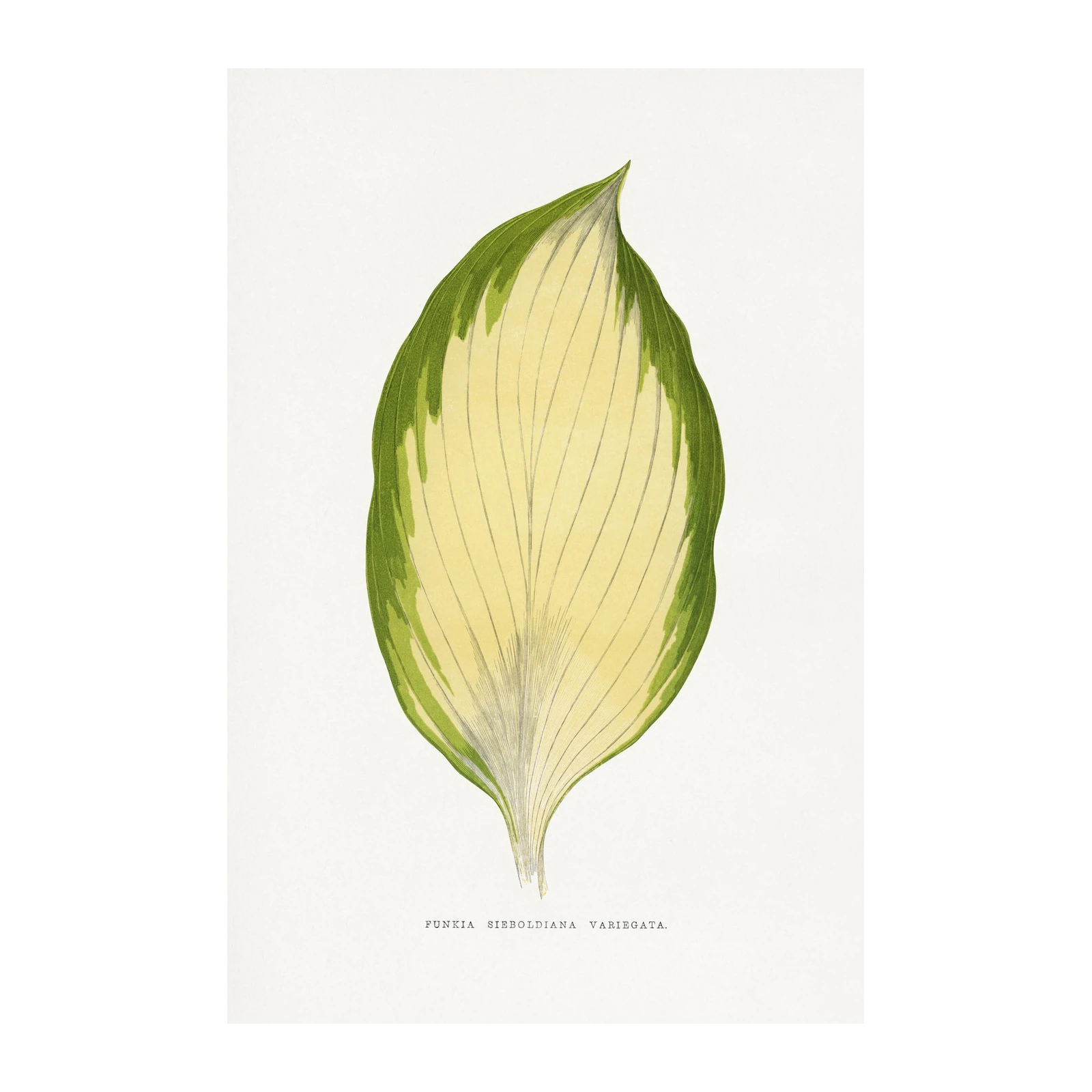 Vintage Hosta Leaf Botanical Art Wall Art