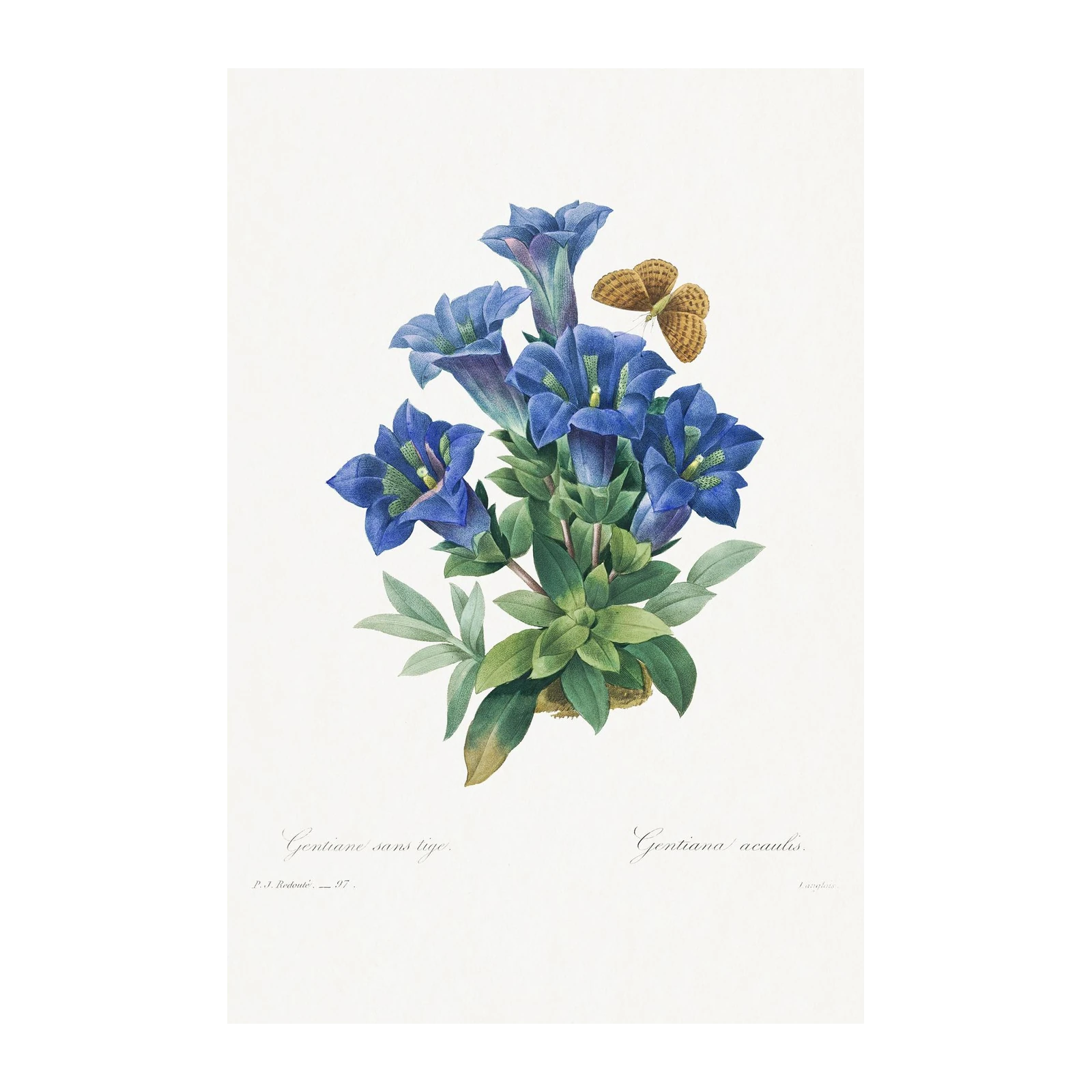 Vintage Blue Gentian Butterfly Wall Art