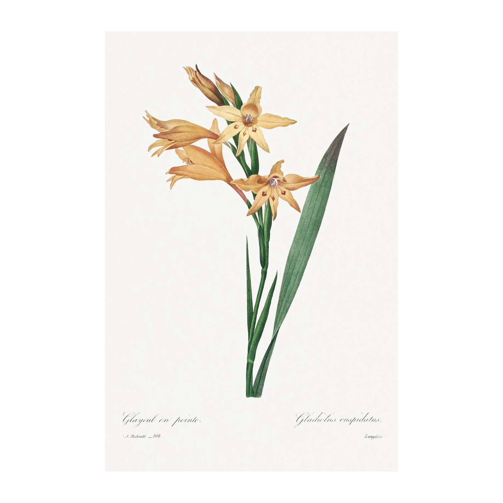 Vintage Botanical Peach Gladiolus Wall Art
