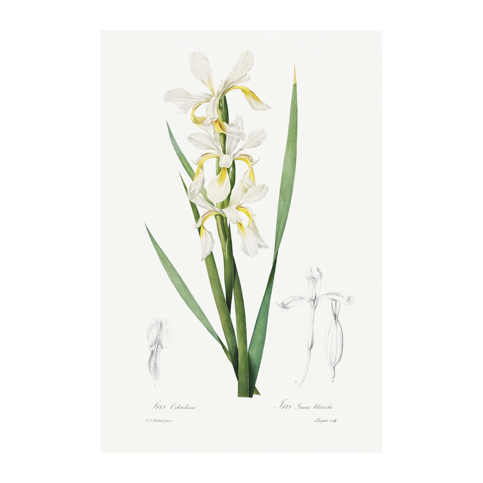 Vintage White Iris Botanical Wall Art