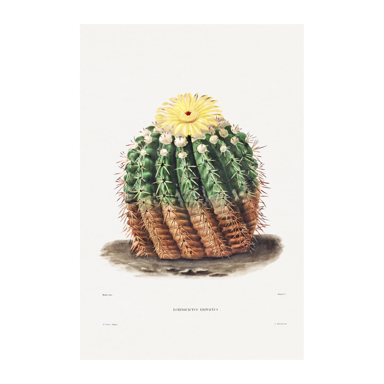 Vintage Echinocactus Erinaceus Cactus Wall Art