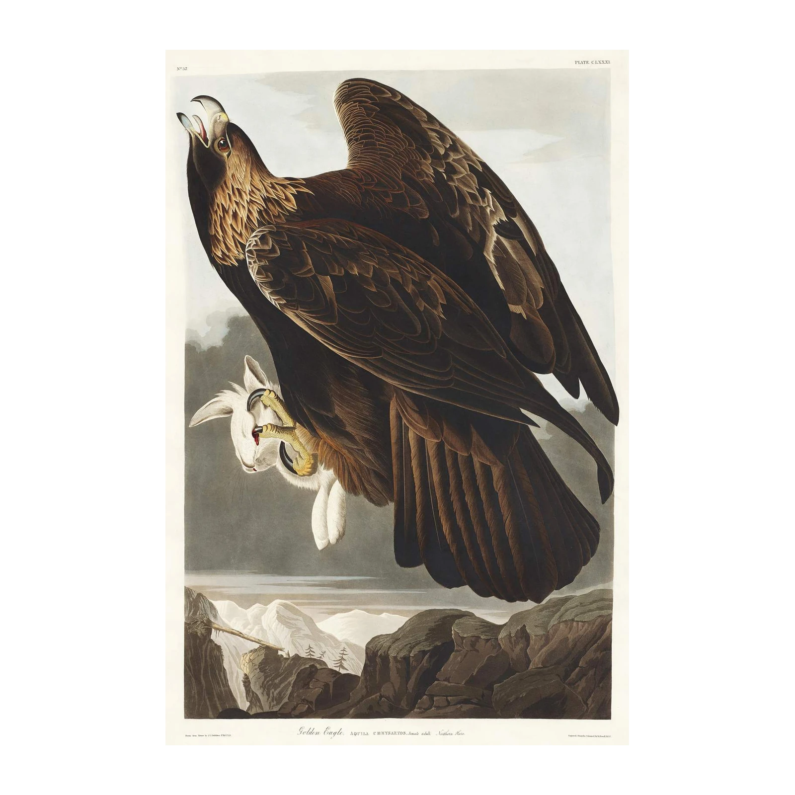 Majestic Golden Eagle Wildlife Wall Art