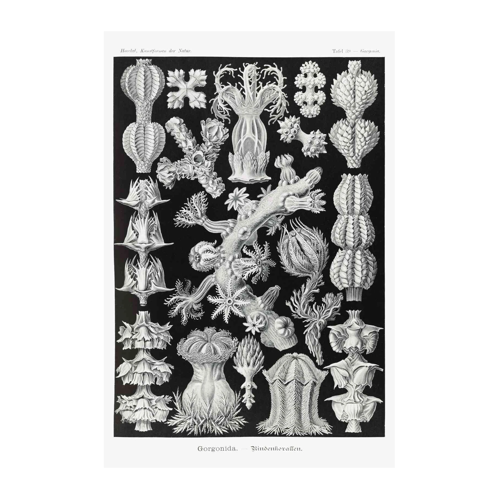 Vintage Gorgonian Coral Scientific Illustration Wall Art