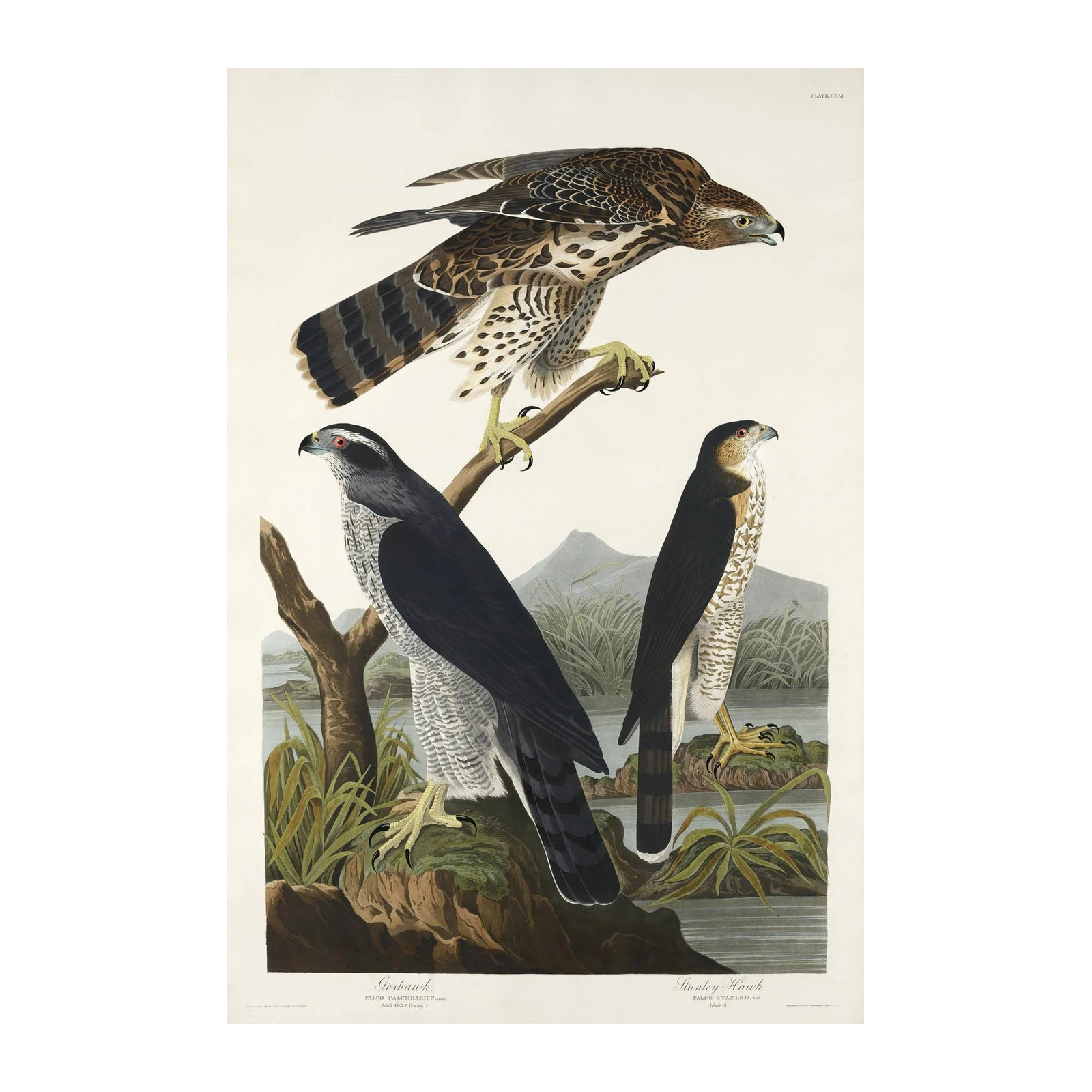 Goshawk & Stanley Hawk Wildlife Art Wall Art