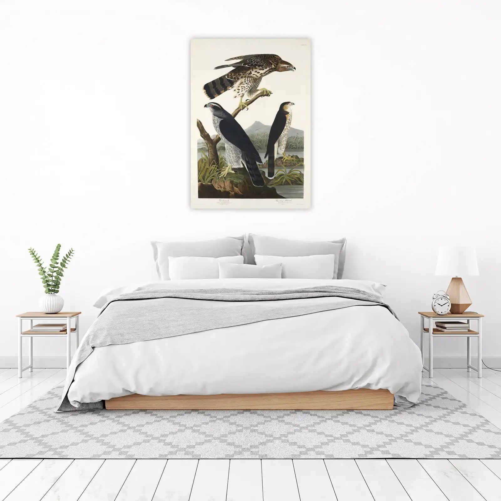 Goshawk & Stanley Hawk Wildlife Art Wall Art
