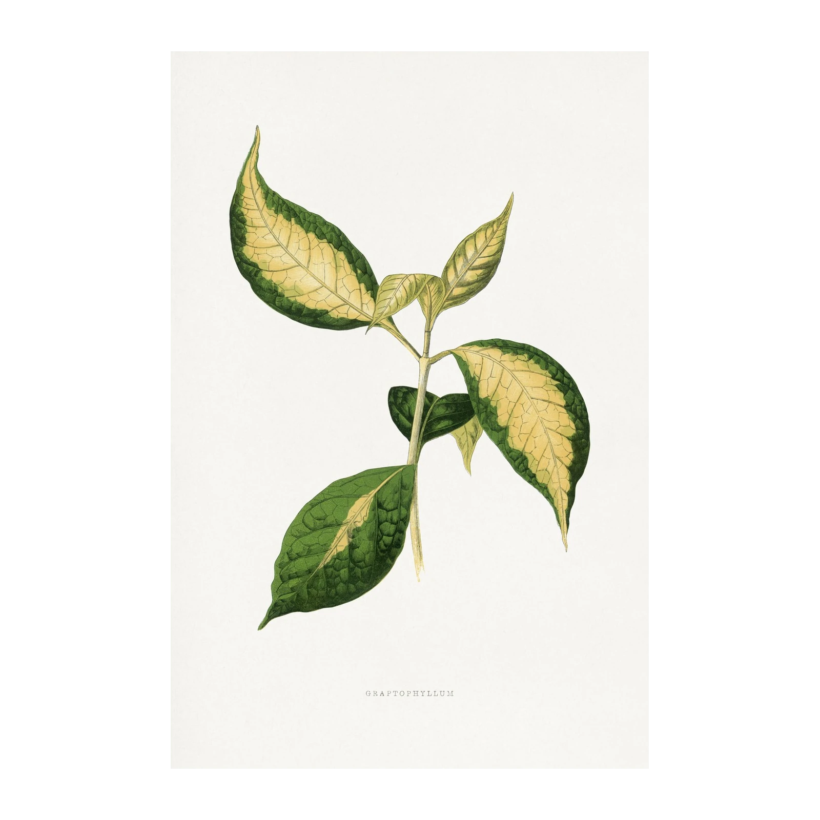 Vintage Botanical Leaf Art Wall Art