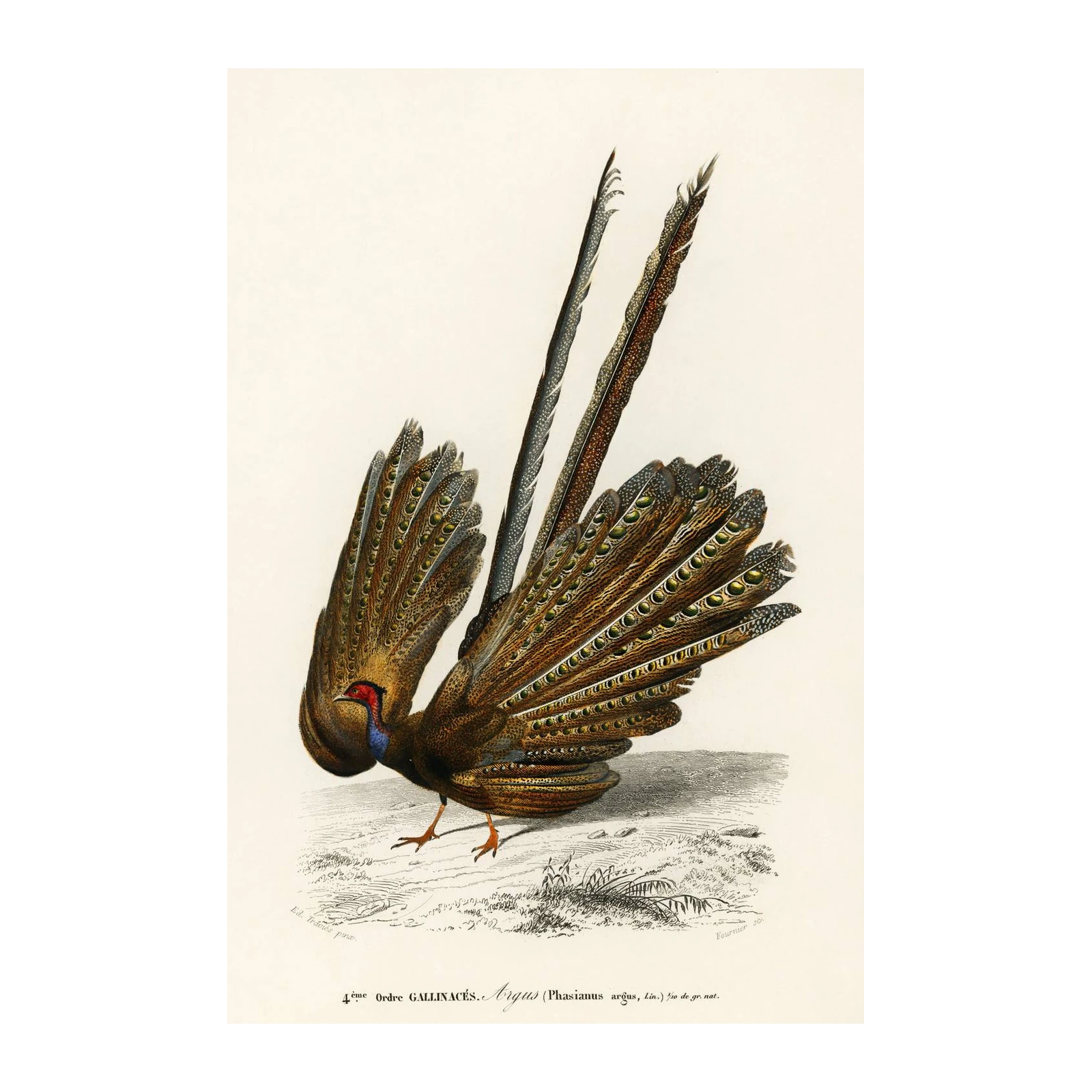 Elegant Argus Pheasant Vintage Bird Wall Art