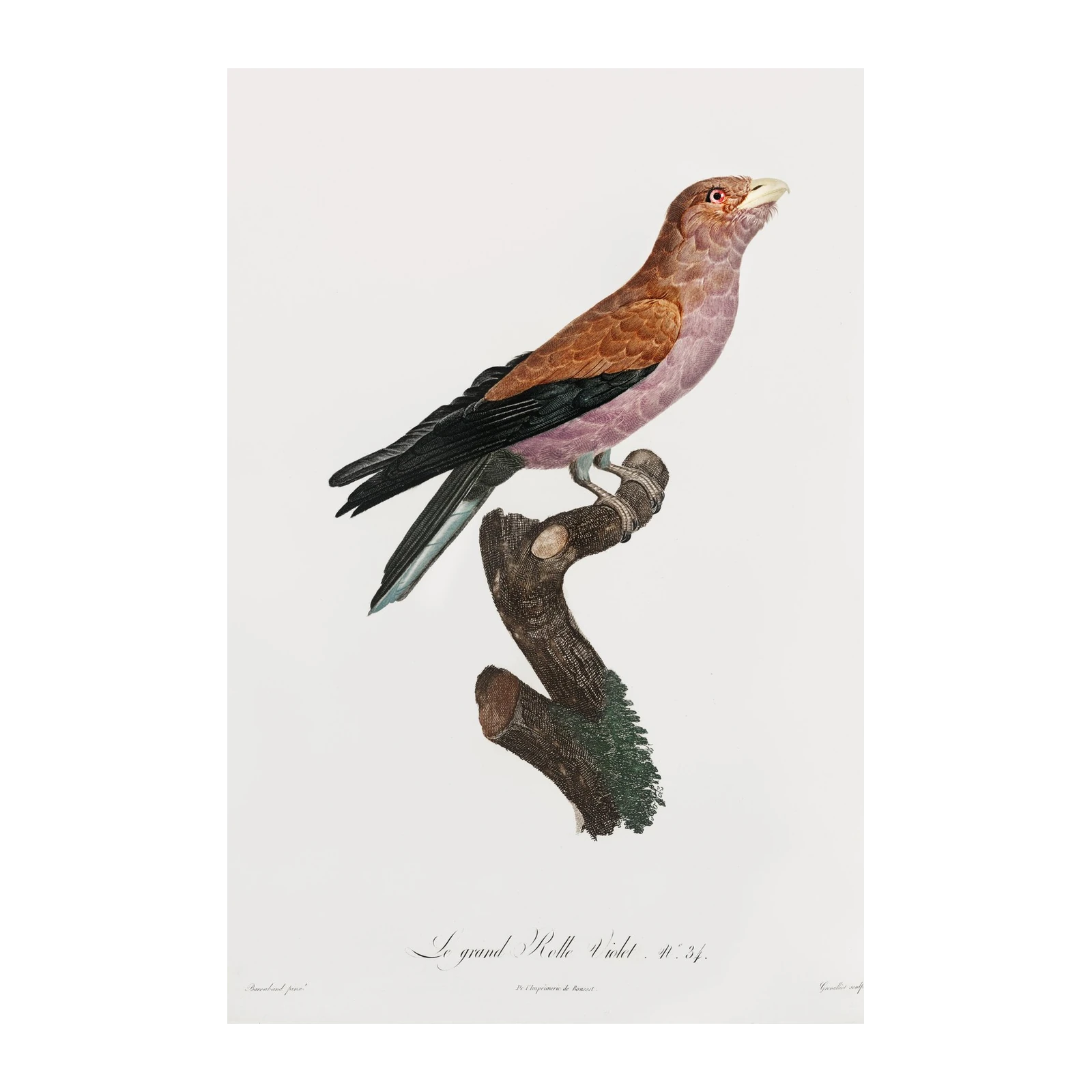 Vintage Violet Roller Bird Art Wall Art
