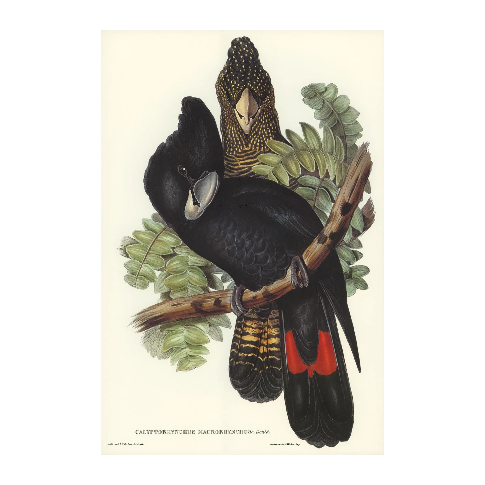 Elegant Black Cockatoo Art Wall Art