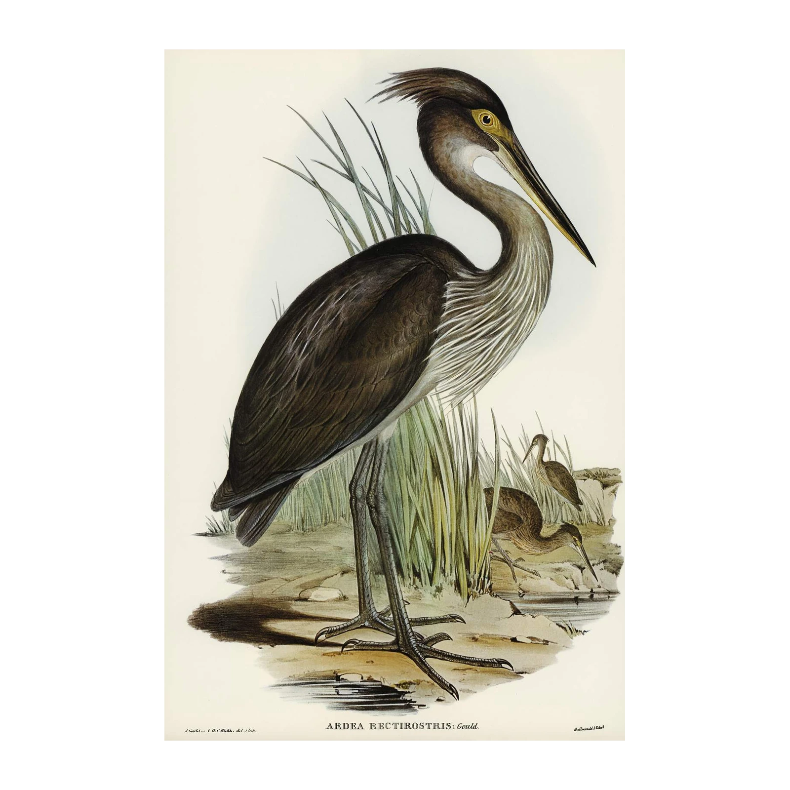 Elegant Heron Nature Wall Art Wall Art