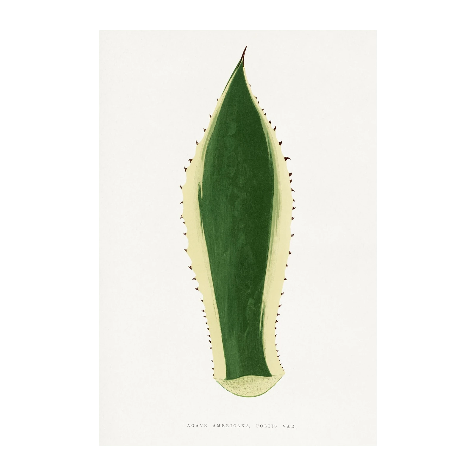 Elegant Agave Botanical Art Wall Art
