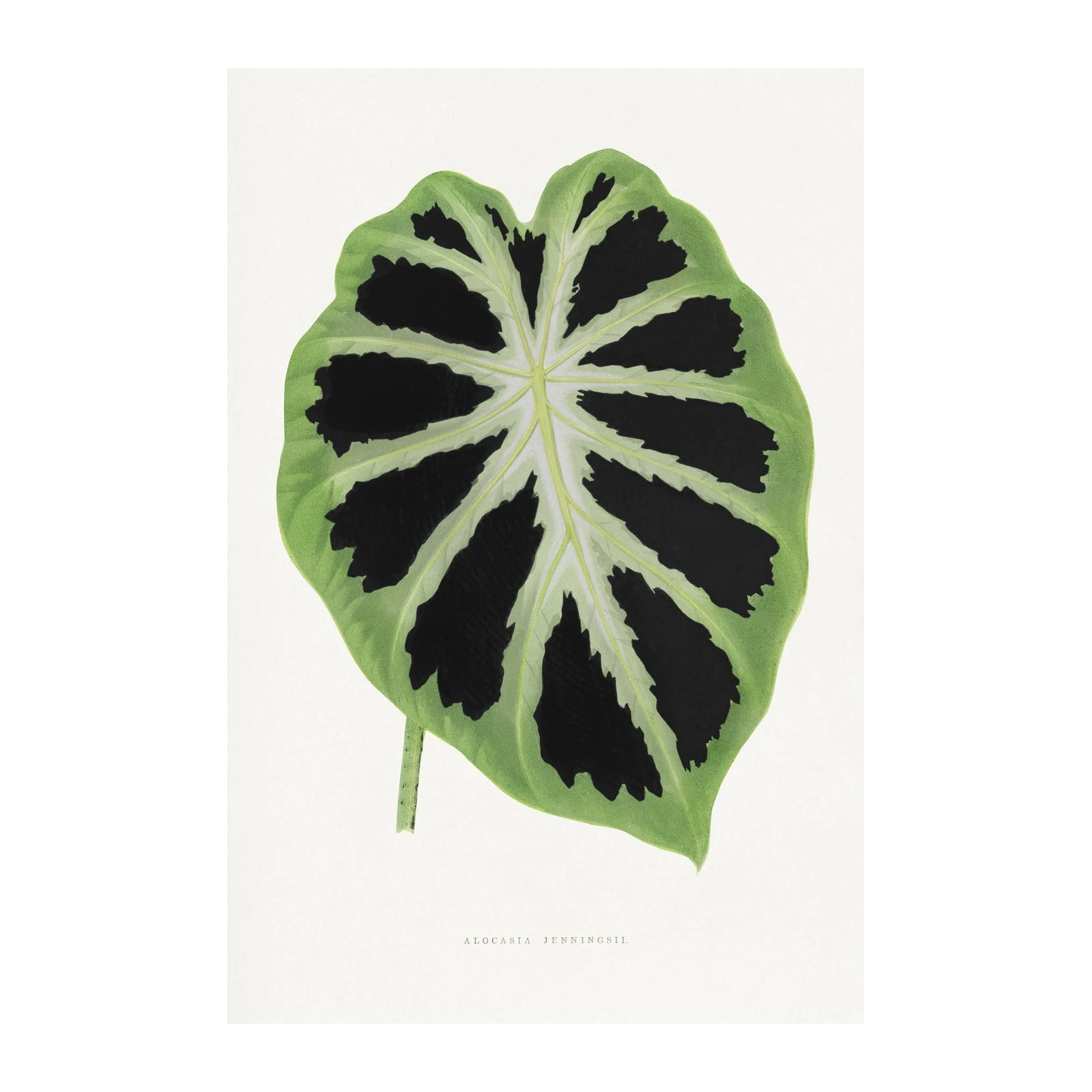 Alocasia Jenningsii Leaf Botanical Wall Art
