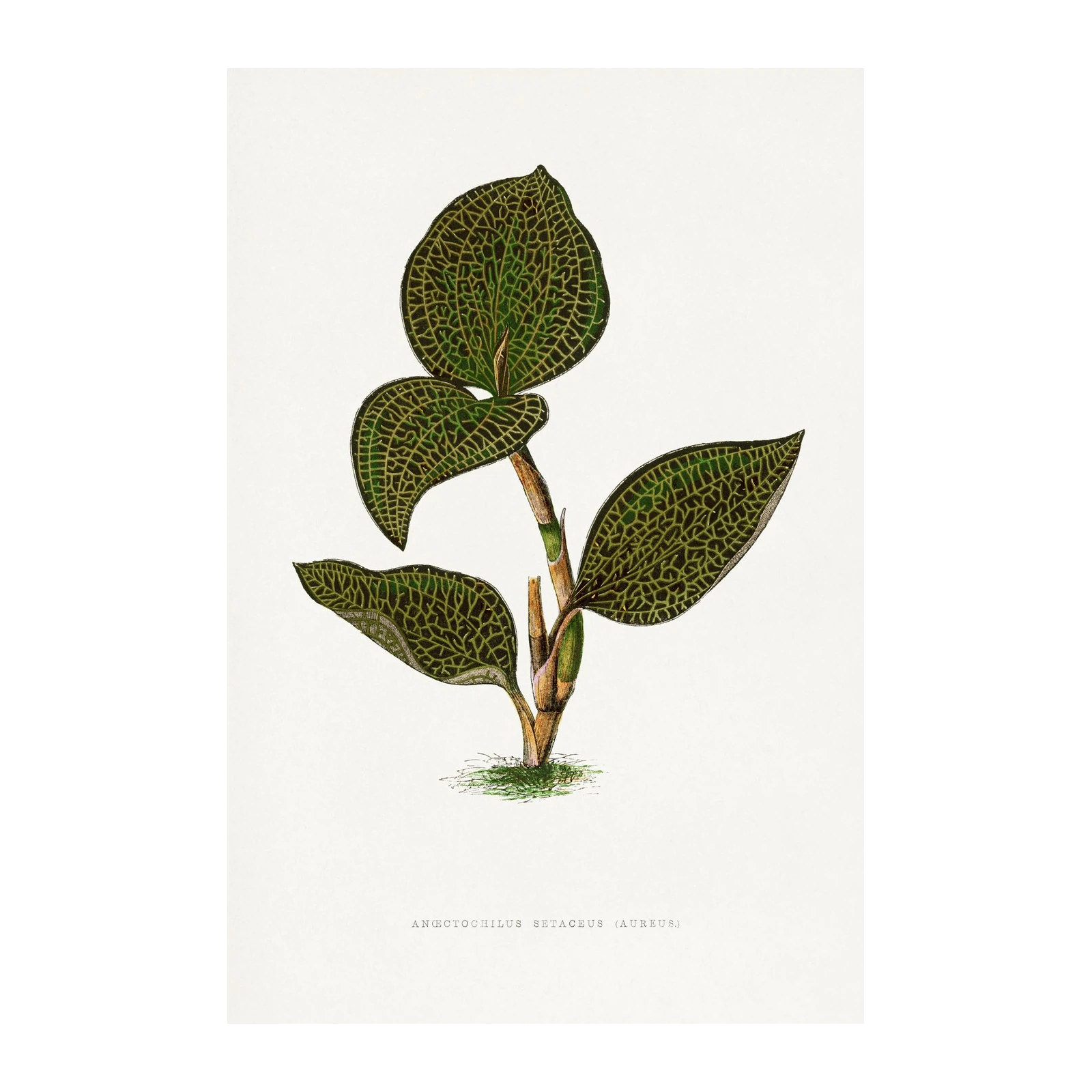 Jewel Orchid Botanical Vintage Wall Art