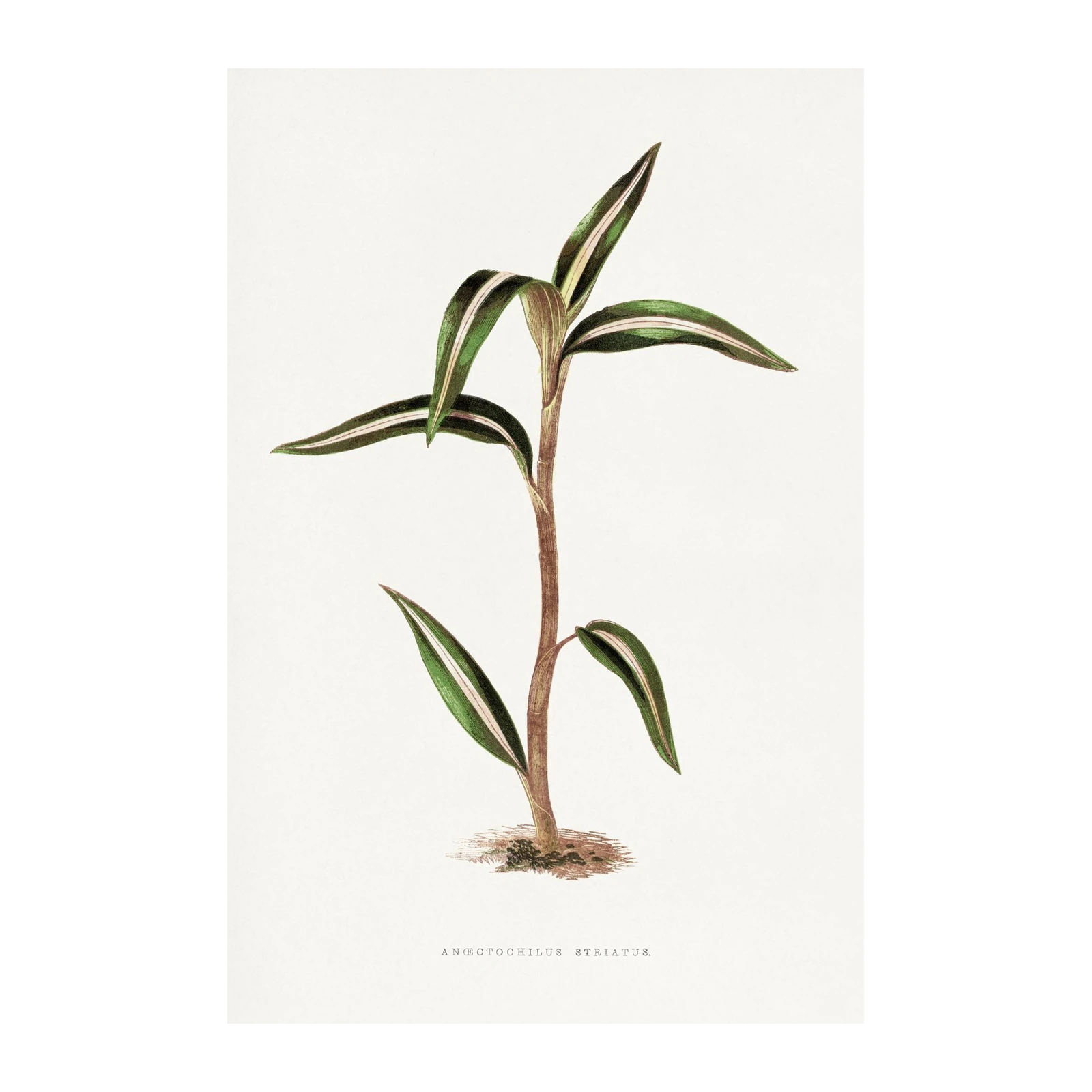 Striking Angraecum Striatum Botanical Wall Art