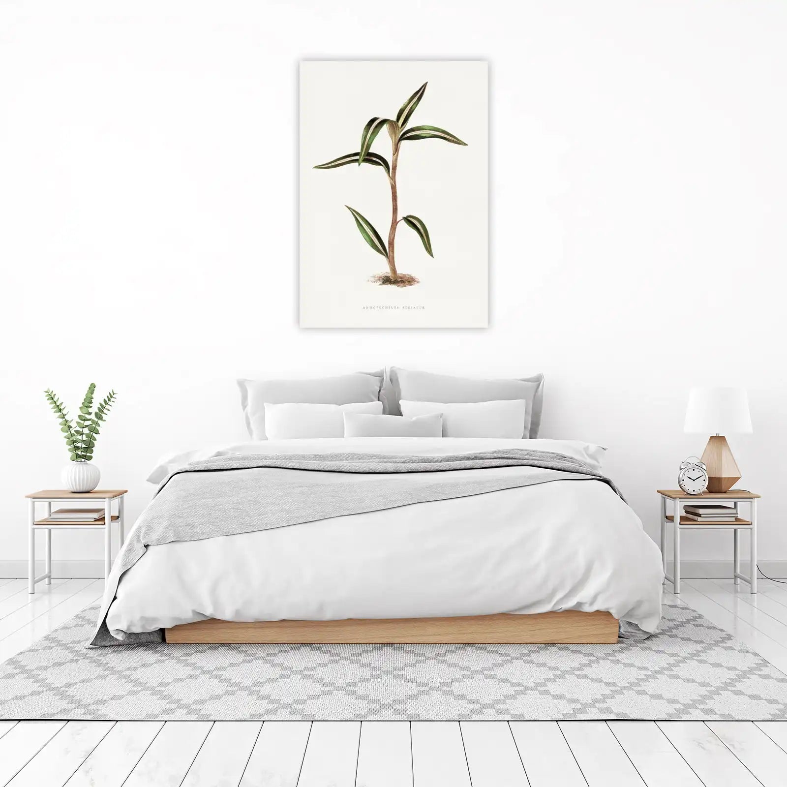 Striking Angraecum Striatum Botanical Wall Art