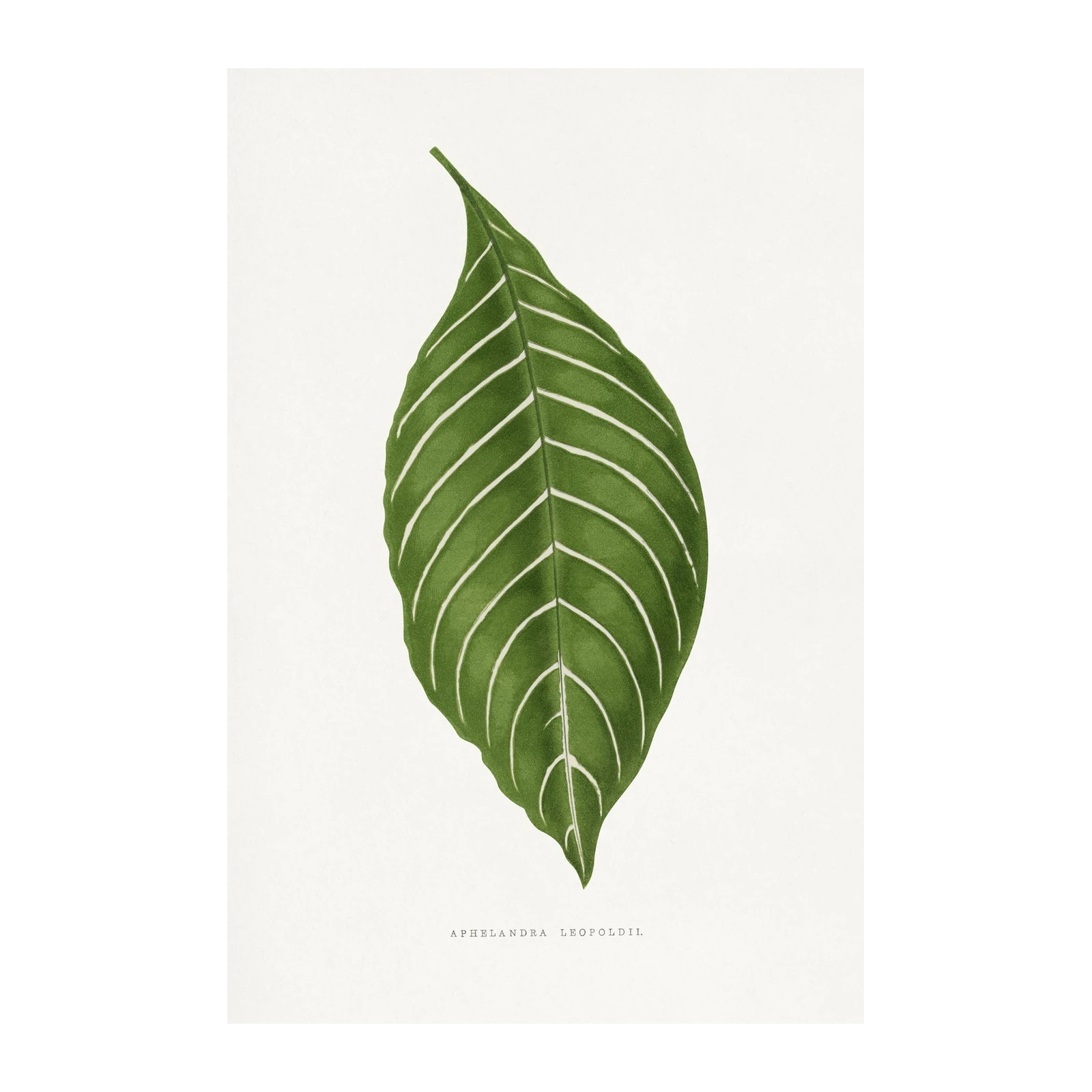 Elegant Zebra Plant Leaf Wall Art Wall Art