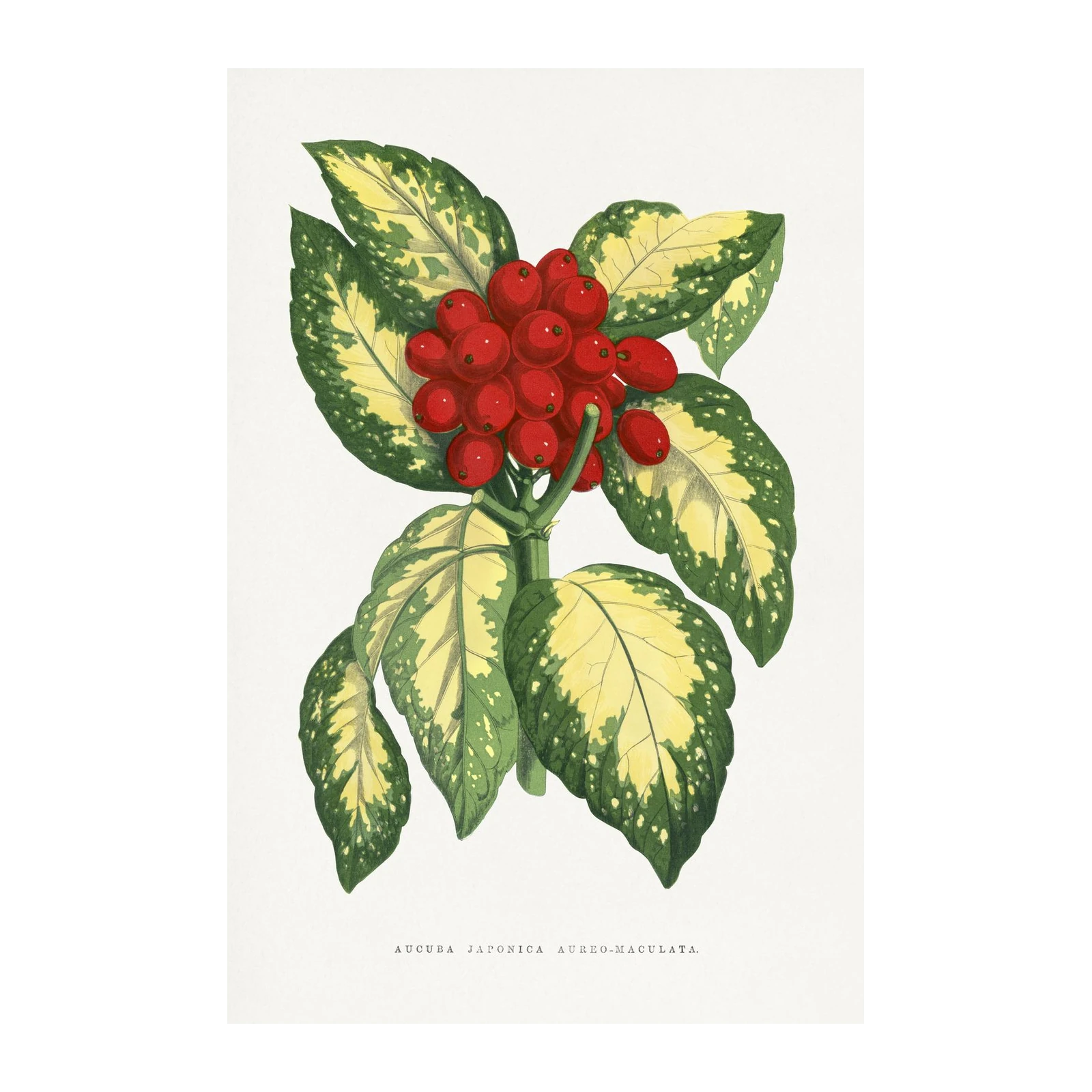 Aucuba Japonica Botanical Wall Art Wall Art