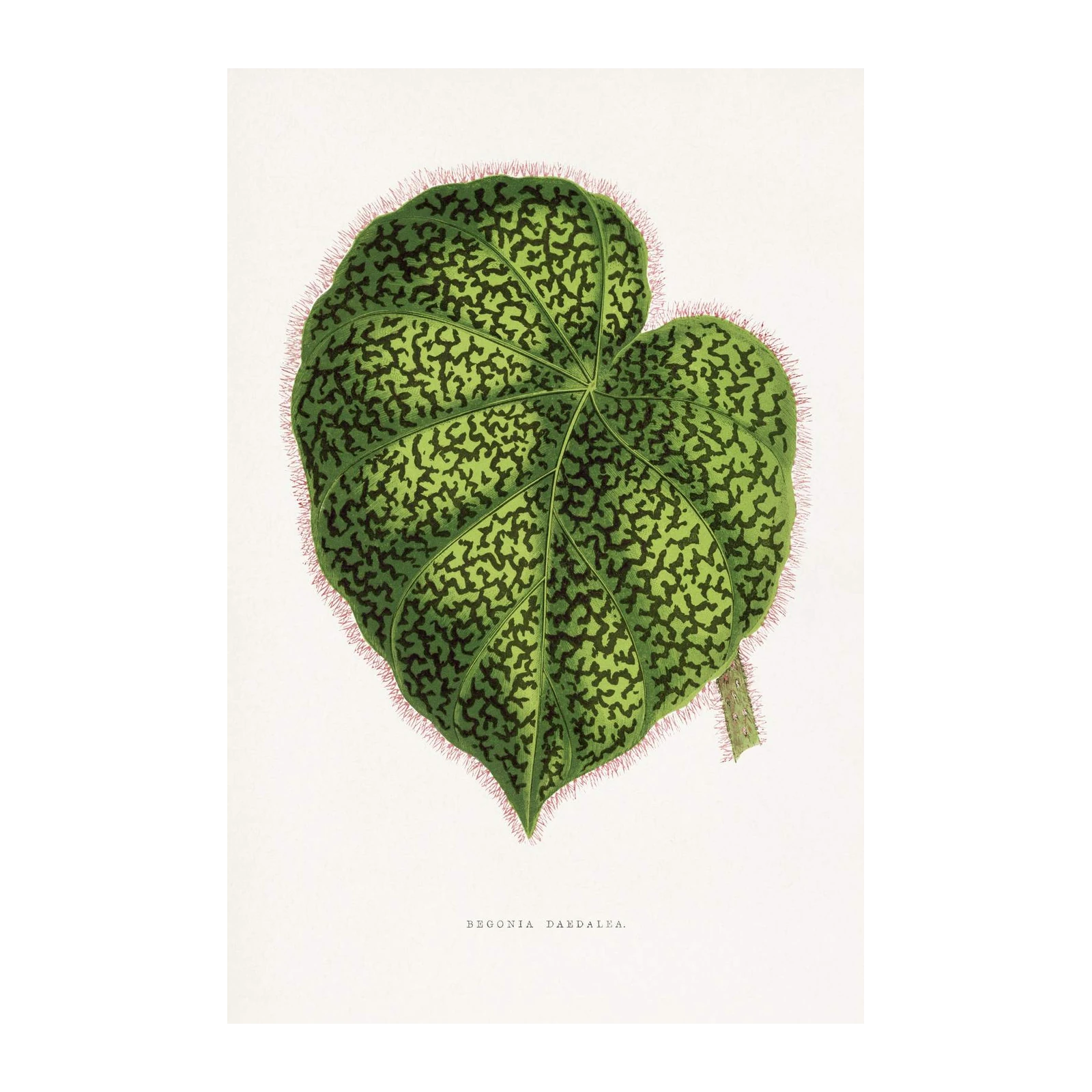Exotic Begonia Daedalean Leaf Botanical Wall Art
