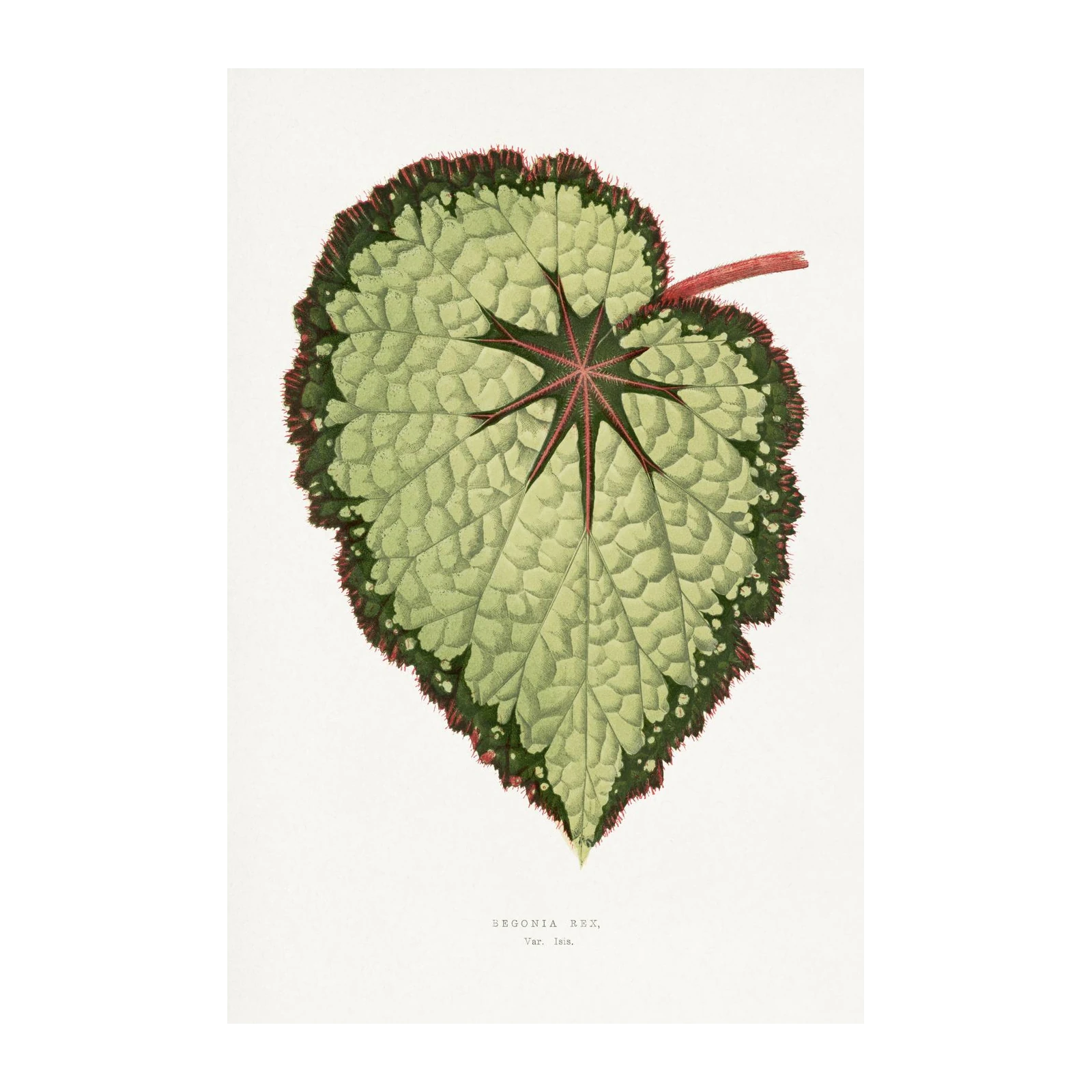 Vintage Begonia Rex Leaf Botanical Wall Art