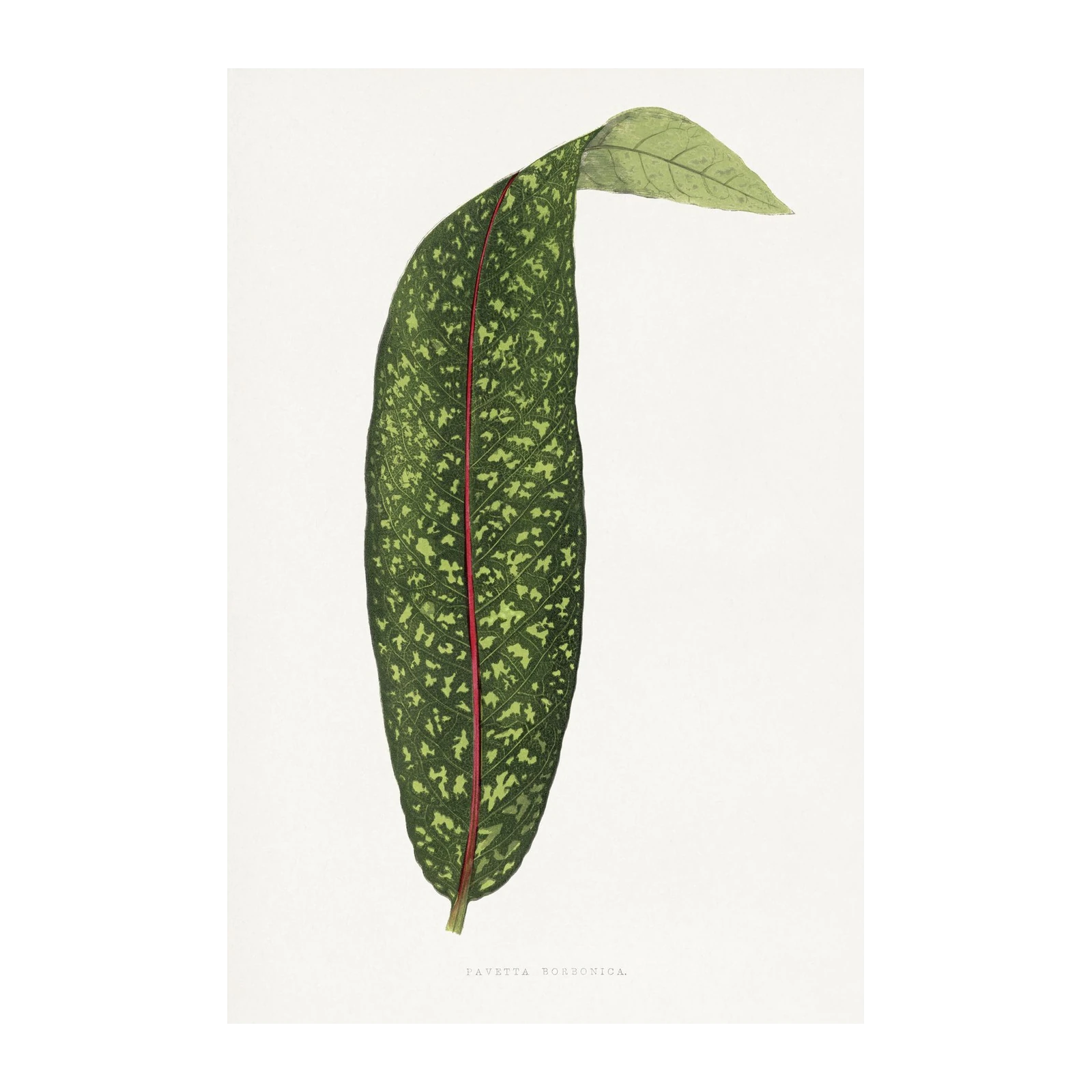 Botanical Leaf Art: Pavetta Borbonica Wall Art