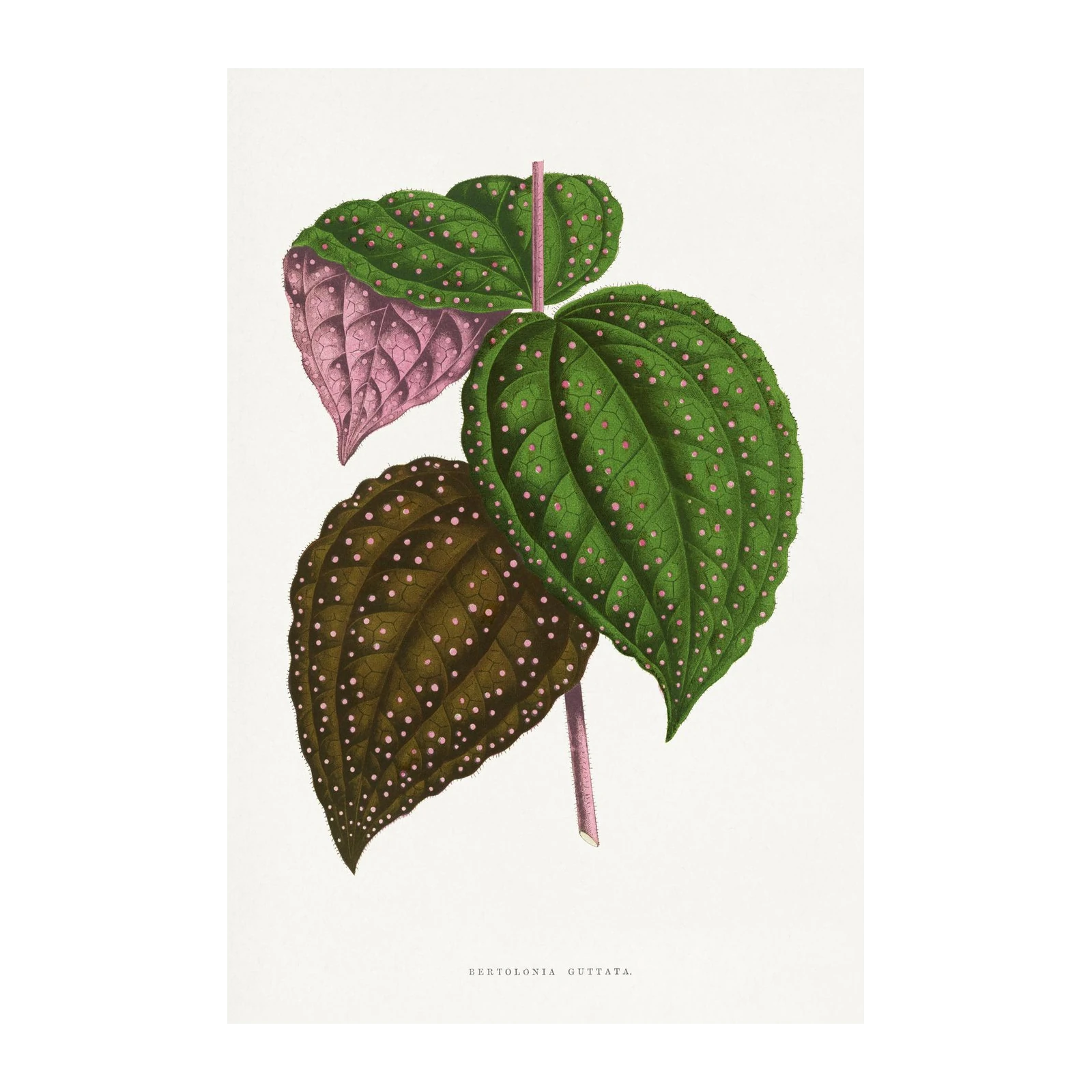 Bertolonia Guttata Botanical Print Canvas