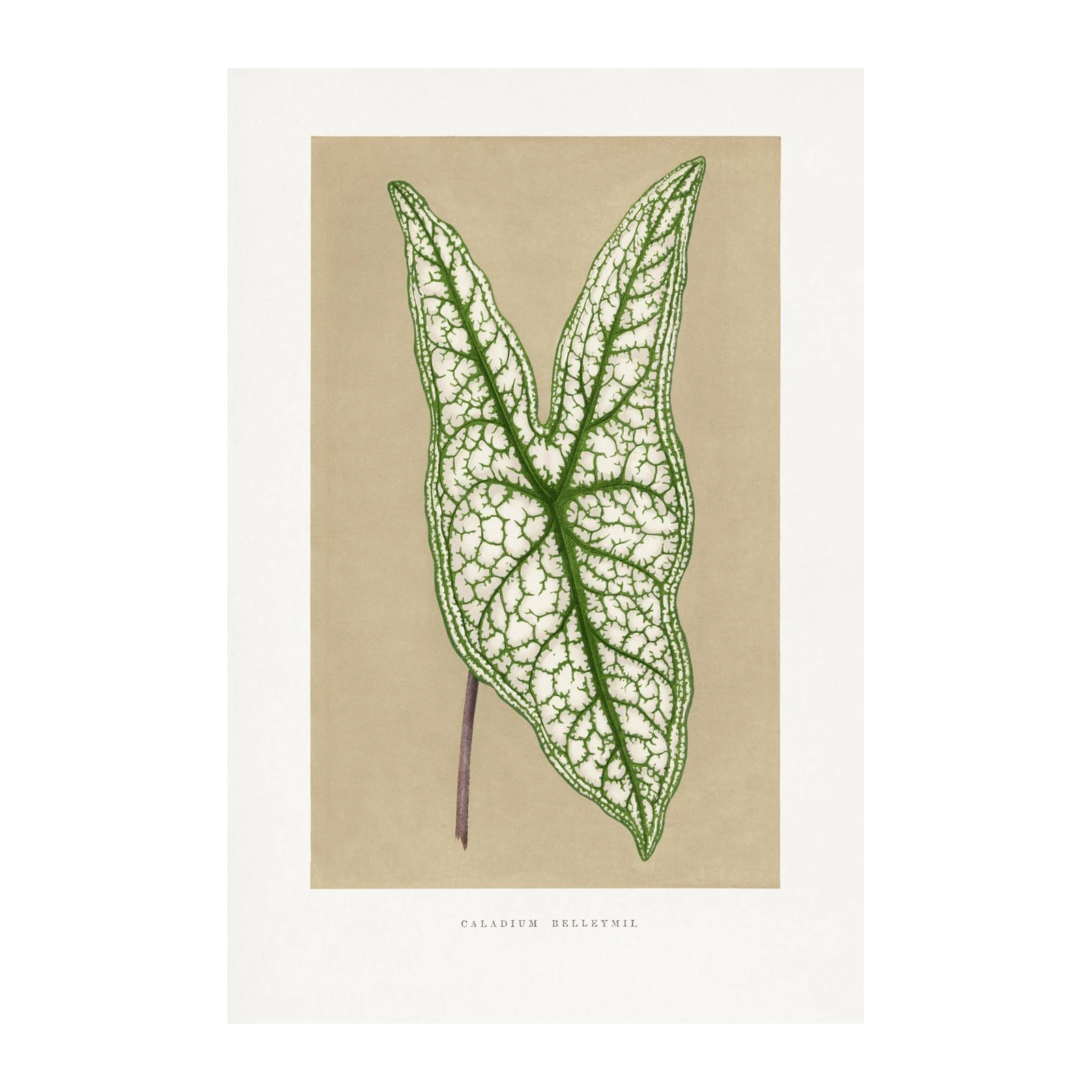 Elegant Caladium Belleymii Leaf Botanical Wall Art