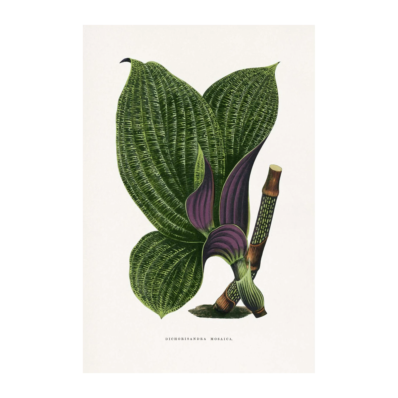 Botanical Dichorisandra Mosaica Wall Art