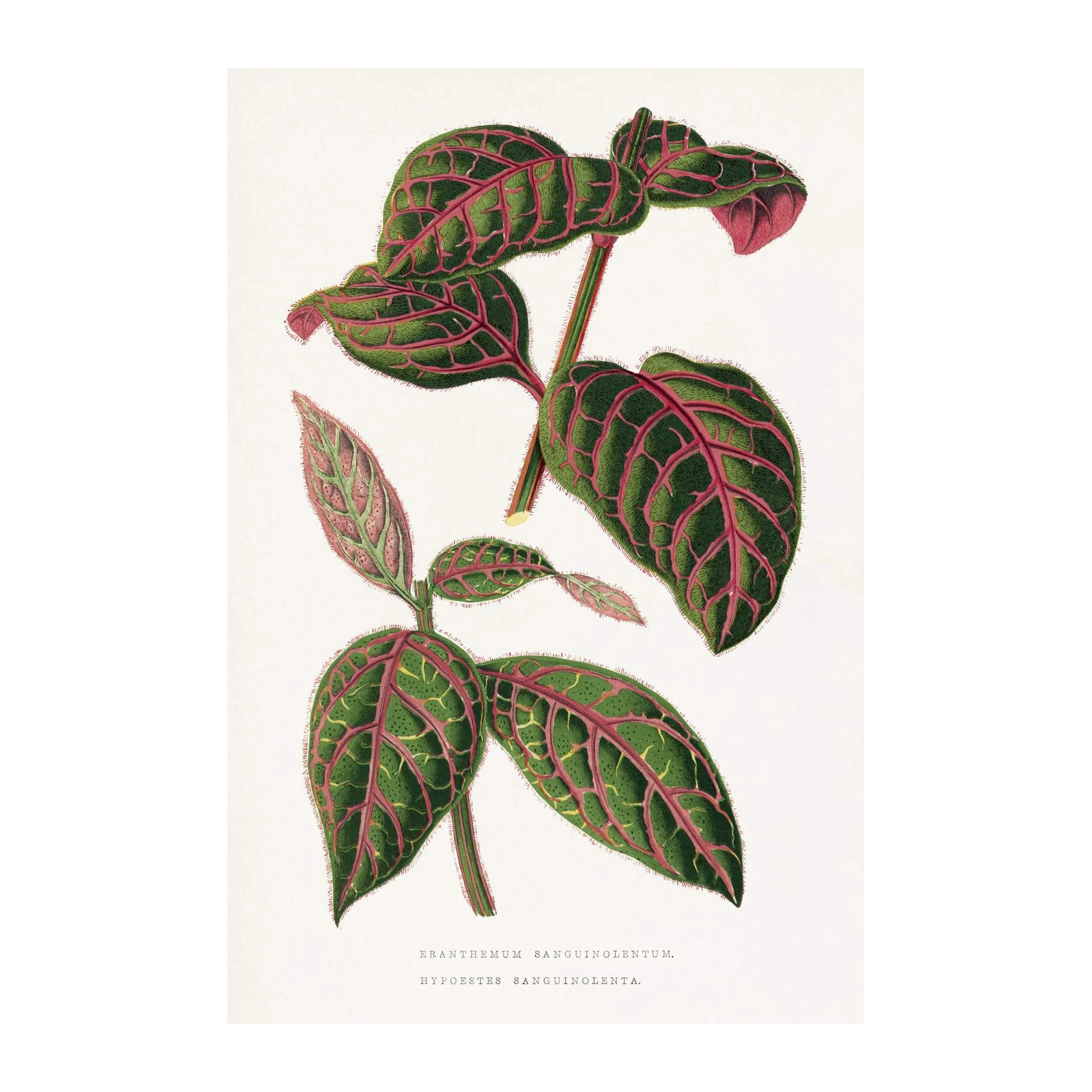 Exotic Hypoestes Sanguinolenta Botanical Wall Art