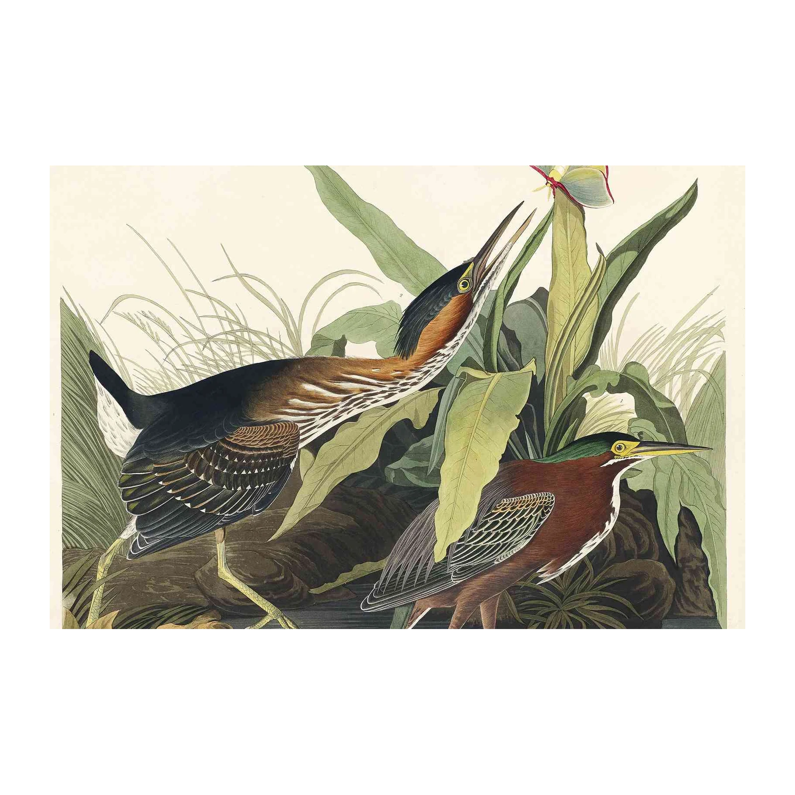 Green Heron & Luna Moth Vintage Bird Art Wall Art
