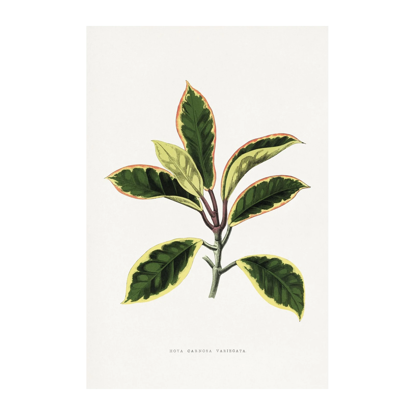 Variegated Hoya Carnosa Botanical Art Wall Art