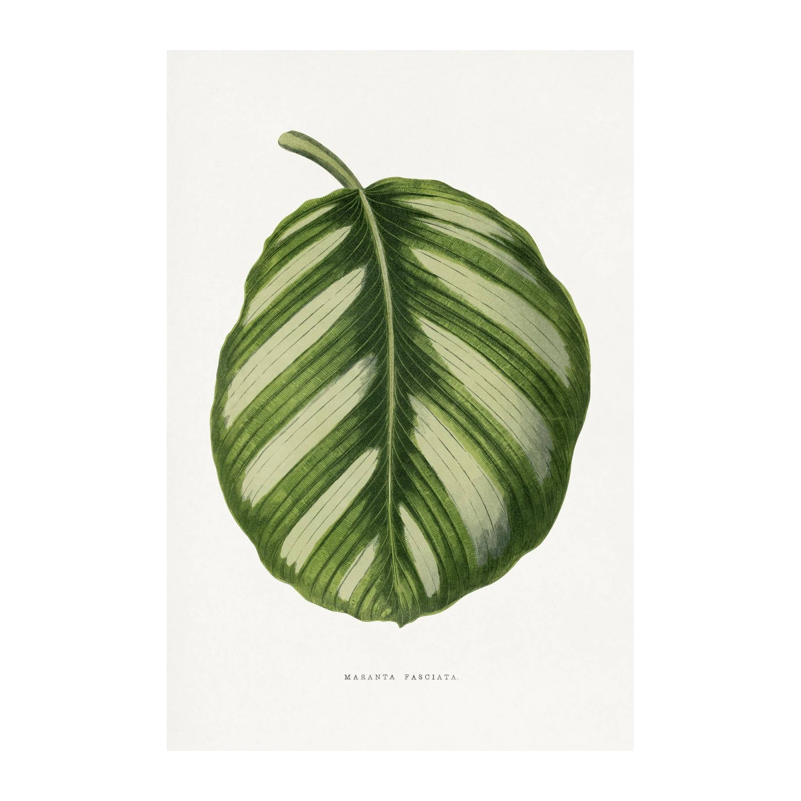 Maranta Fasciata Botanical Leaf Wall Art