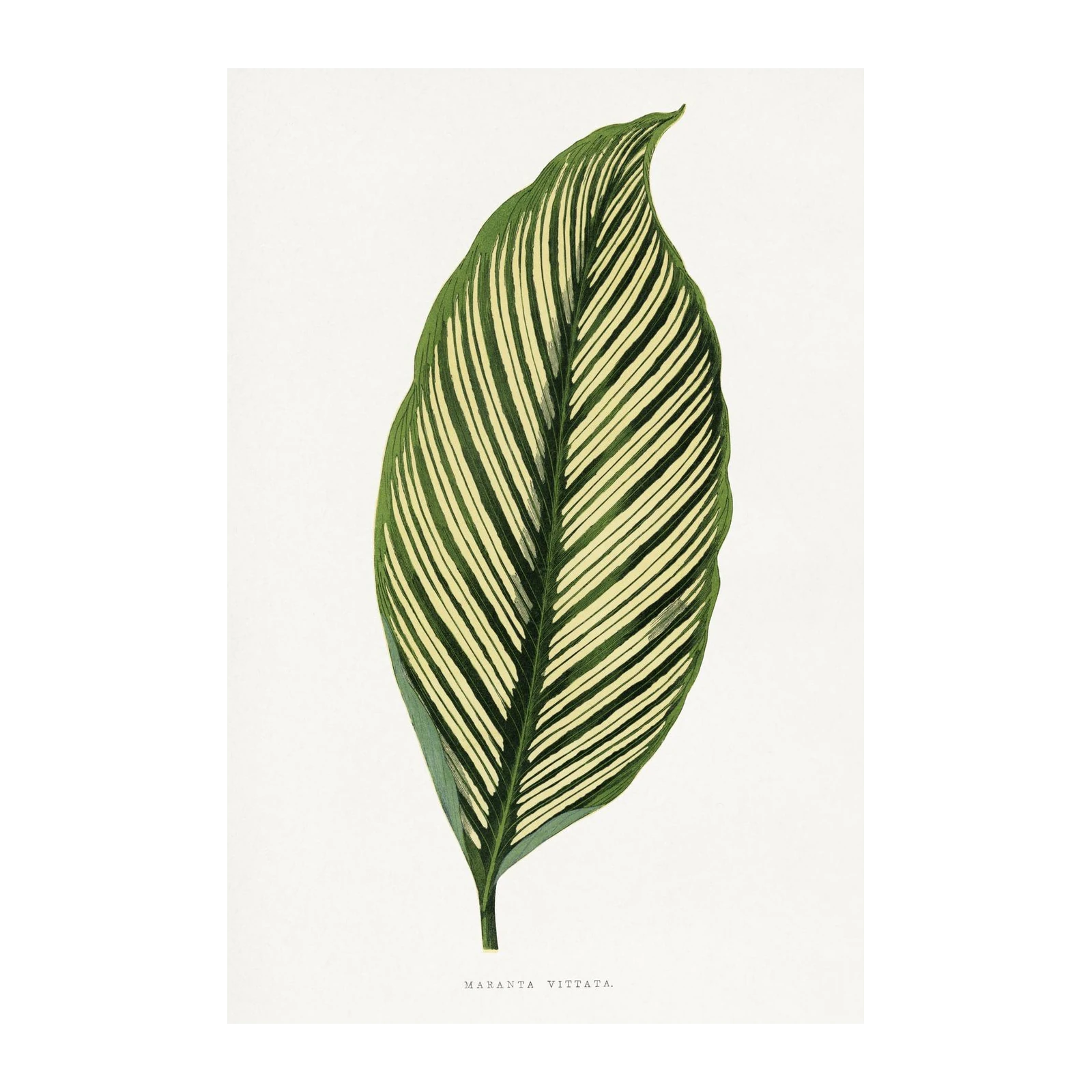 Botanical Leaf Maranta Vittata Wall Art