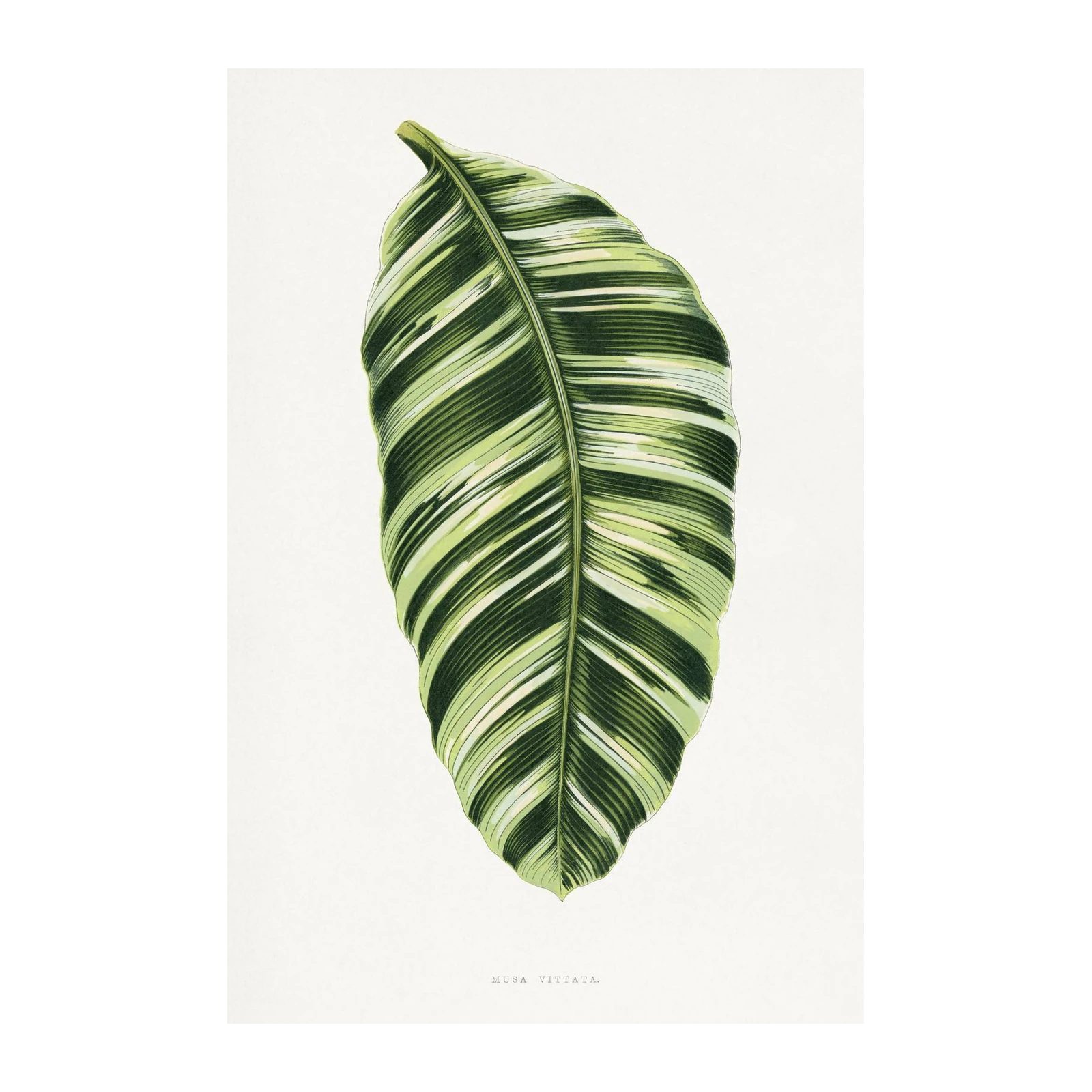 Musa Vittata Botanical Leaf Wall Art