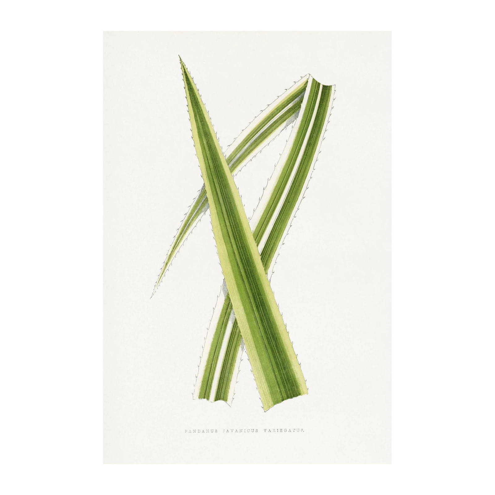 Variegated Pandanus Botanical Art Wall Art