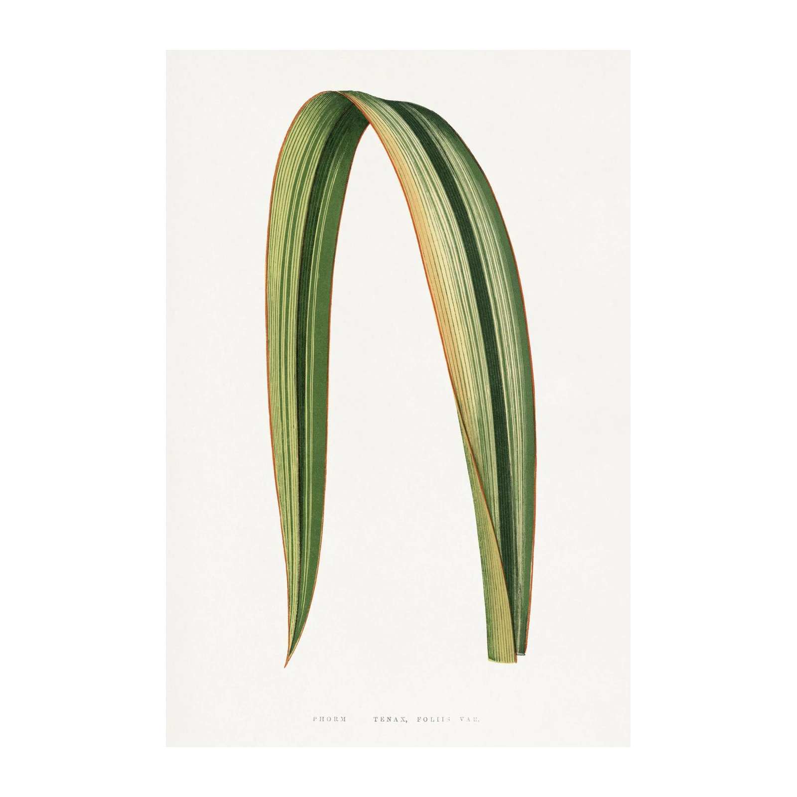 Variegated Phormium Leaf Botanical Wall Art